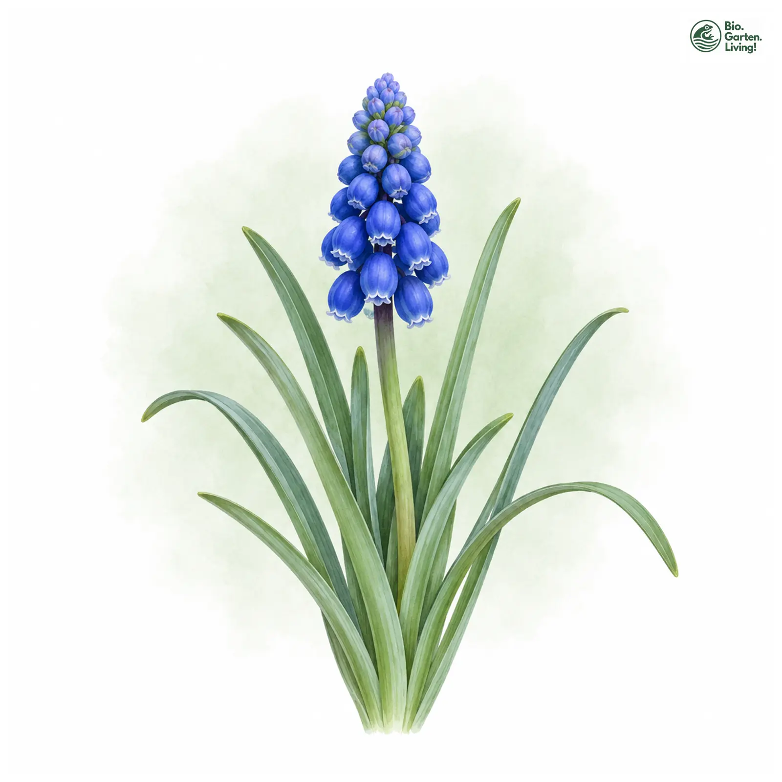 Aquarellzeichnung: Aucher-Traubenhyazinthe (Muscari aucheri)