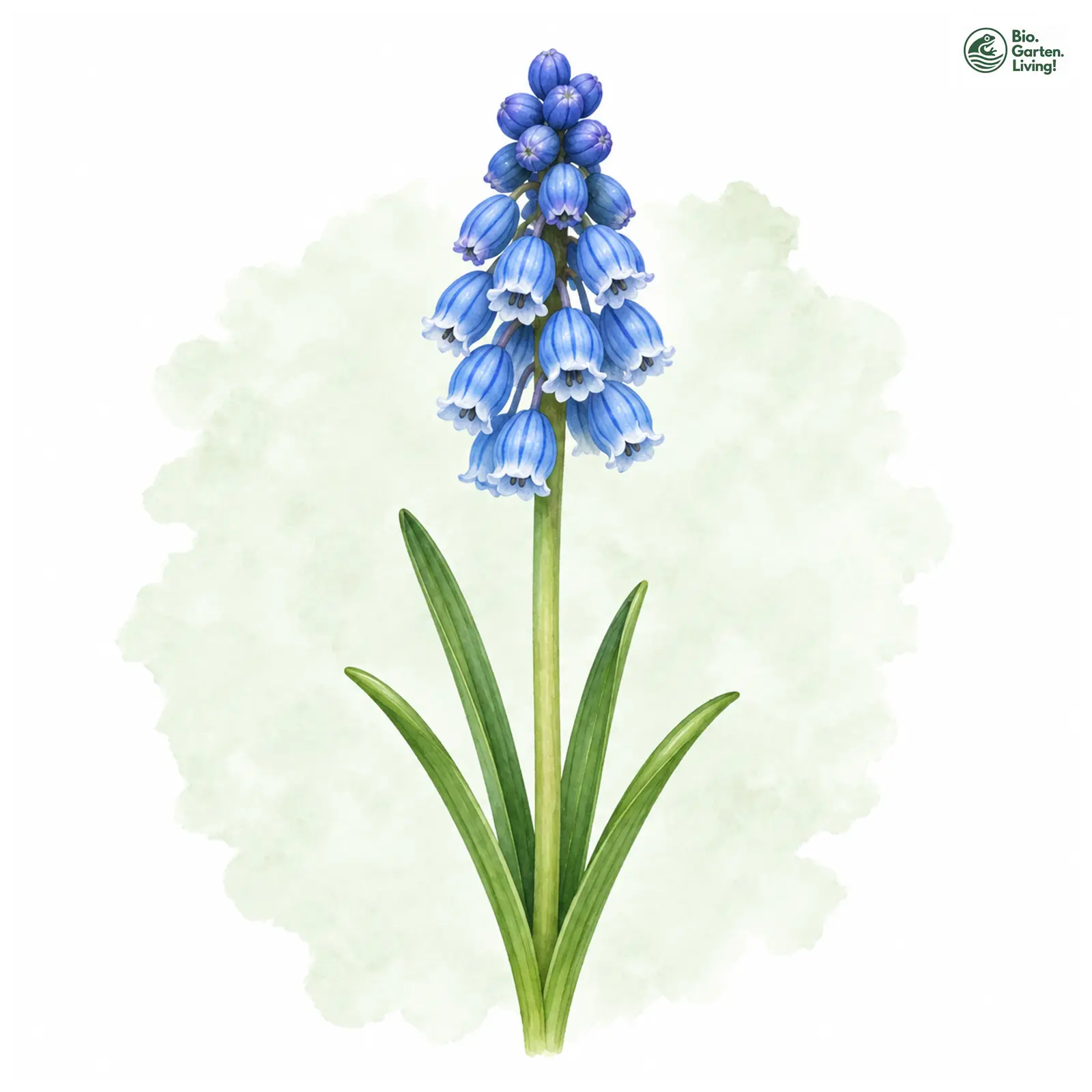 Aquarellzeichnung: Himmelblaue Traubenhyazinthe (Muscari azureum)