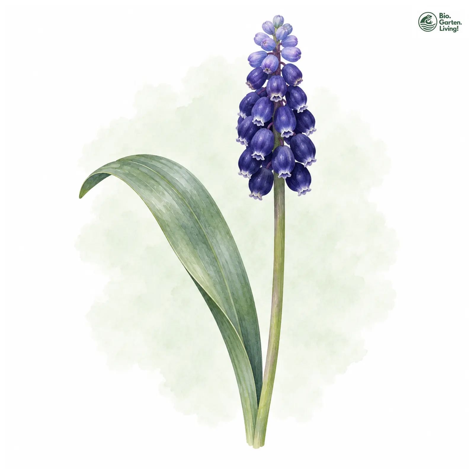 Aquarellzeichnung: Breitblättrige Traubenhyazinthe (Muscari latifolium)