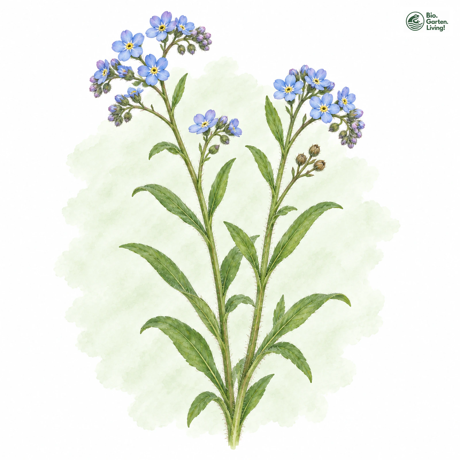 Aquarellzeichnung: Ostsee-Vergissmeinnicht (Myosotis praecox)
