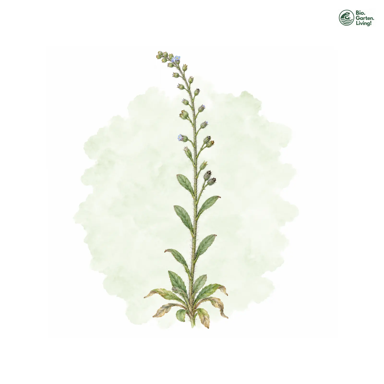 Aquarellzeichnung: Sand-Vergissmeinnicht (Myosotis stricta)