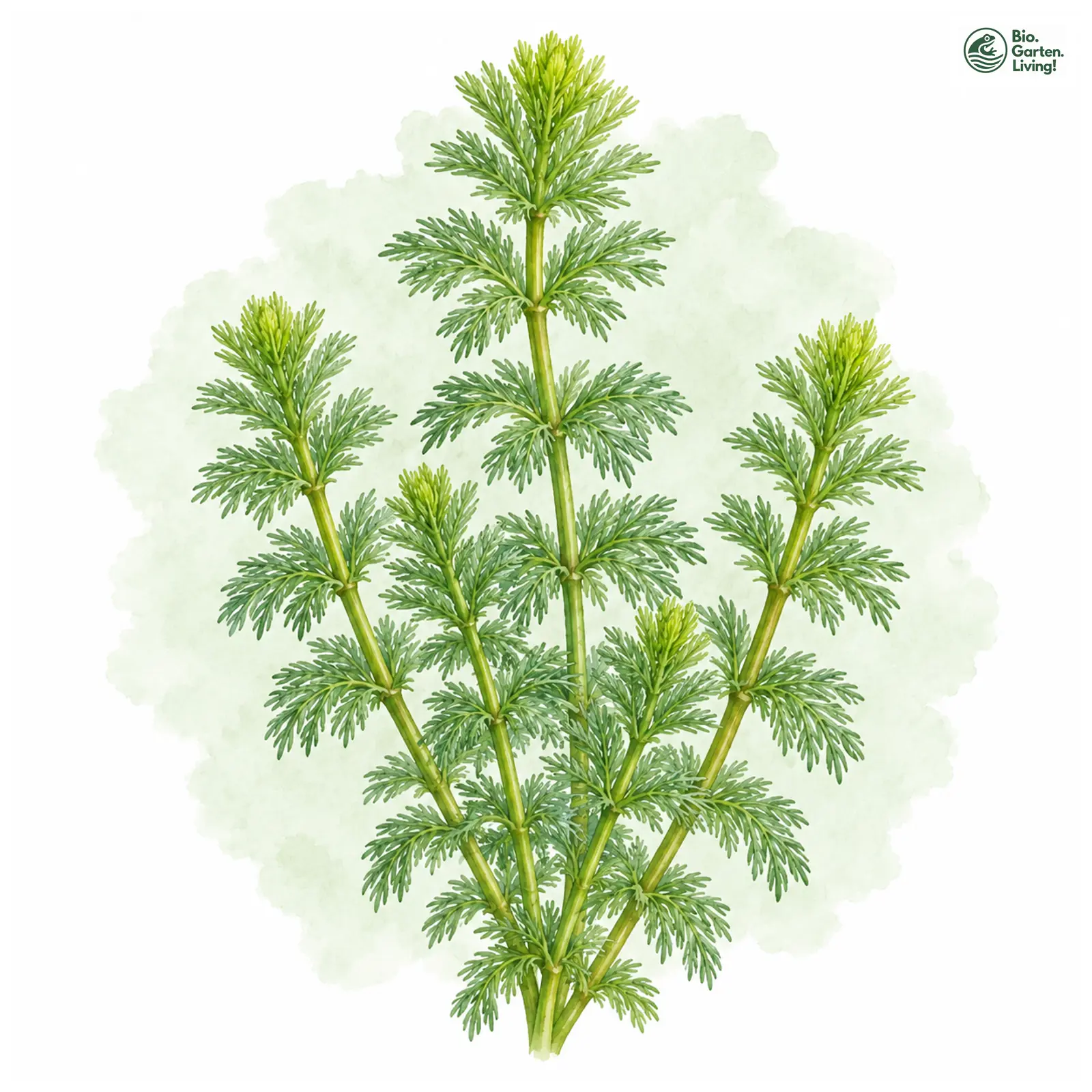 Aquarellzeichnung: Brasilianisches Tausendblatt (Myriophyllum aquaticum)