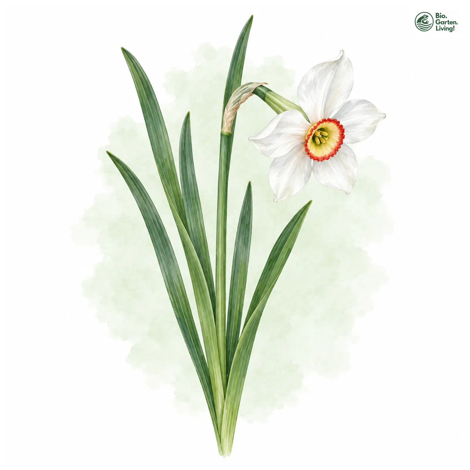 Aquarellzeichnung: Dichter-Narzisse (Narcissus poeticus)