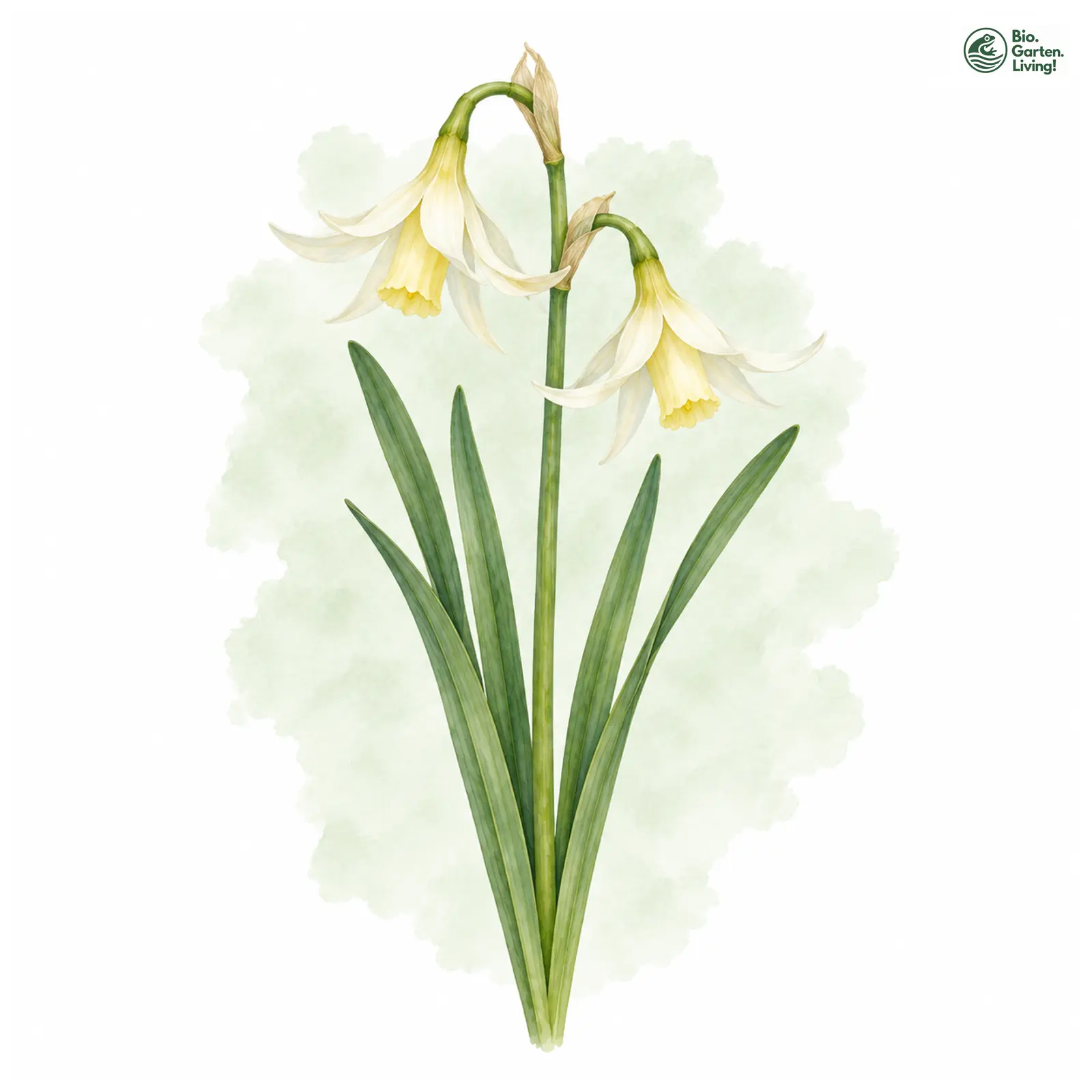 Aquarellzeichnung: Engelstränen-Narzisse (Narcissus triandrus)