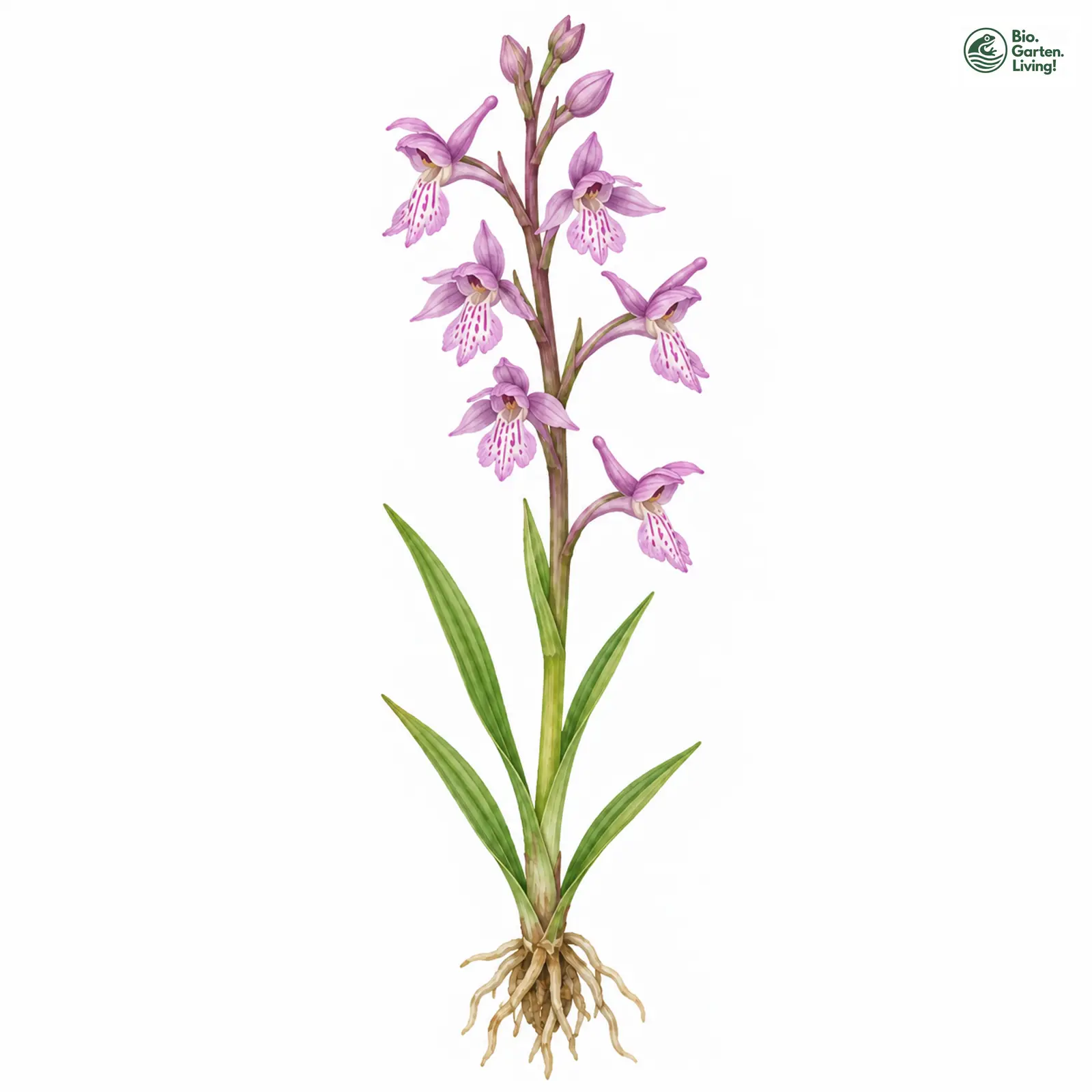 Aquarellzeichnung: Sumpf-Knabenkraut (Orchis palustris (im weiteren Sinne))