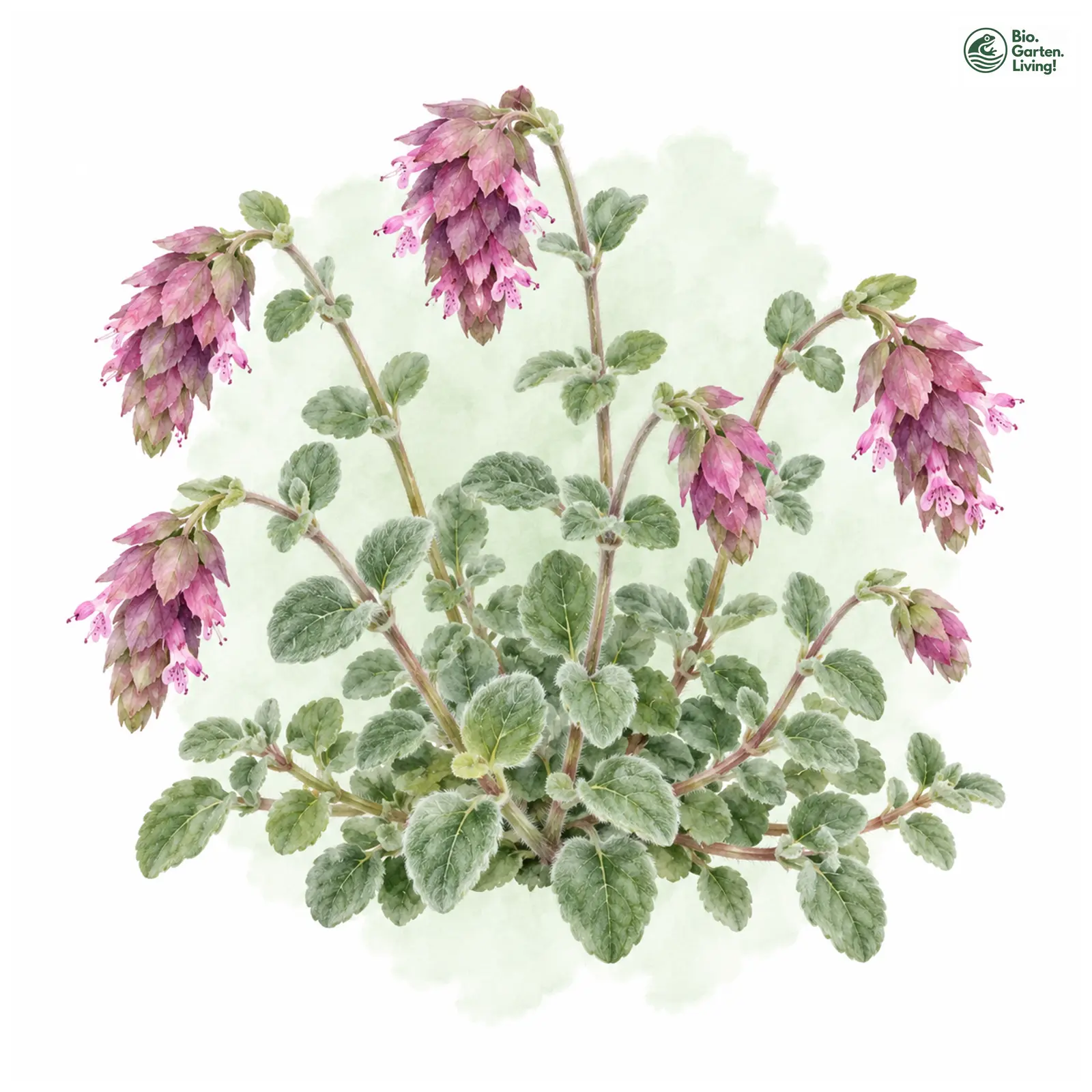 Aquarellzeichnung: Diptam-Dost (Origanum dictamnus)