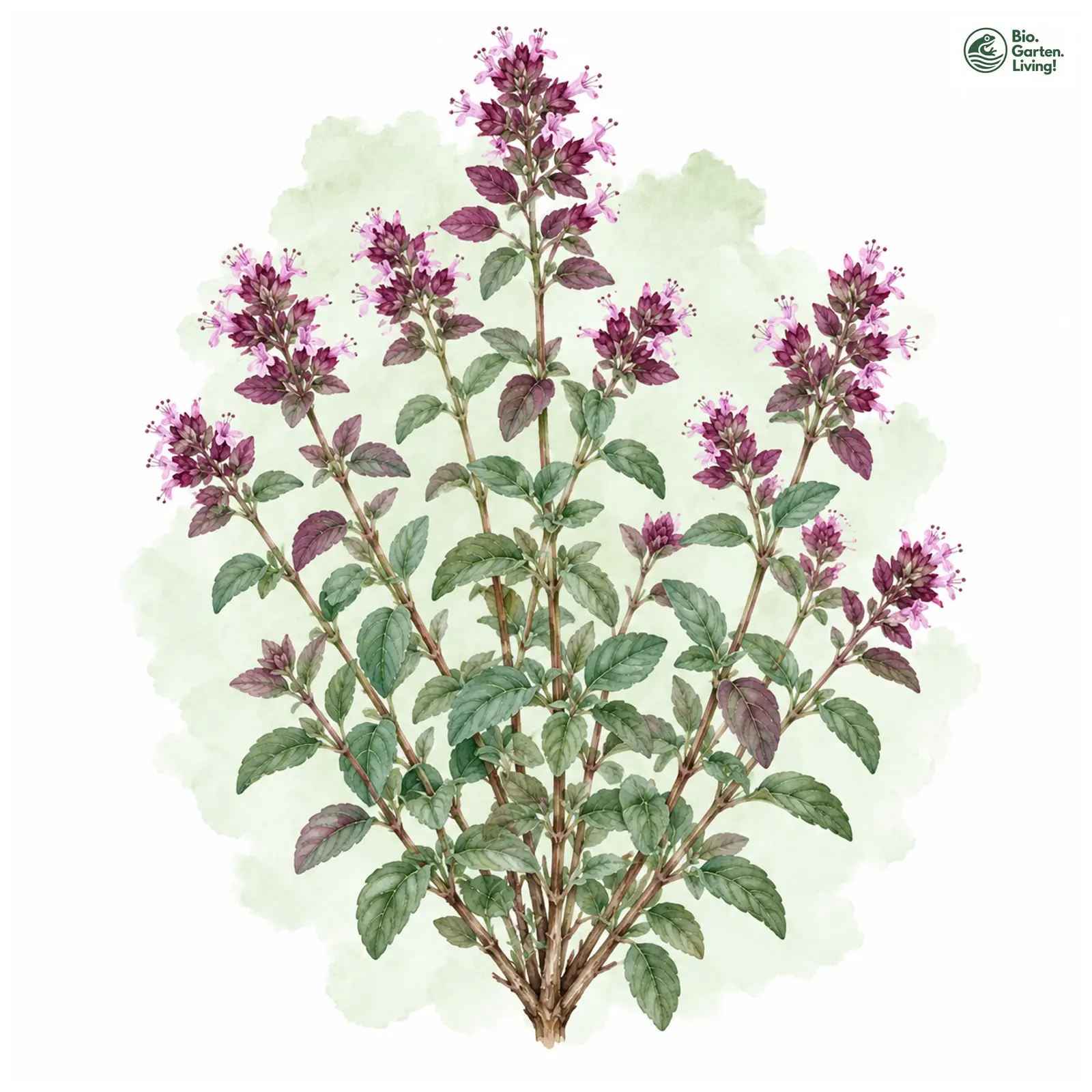 Aquarellzeichnung: Purpurdost (Origanum laevigatum)