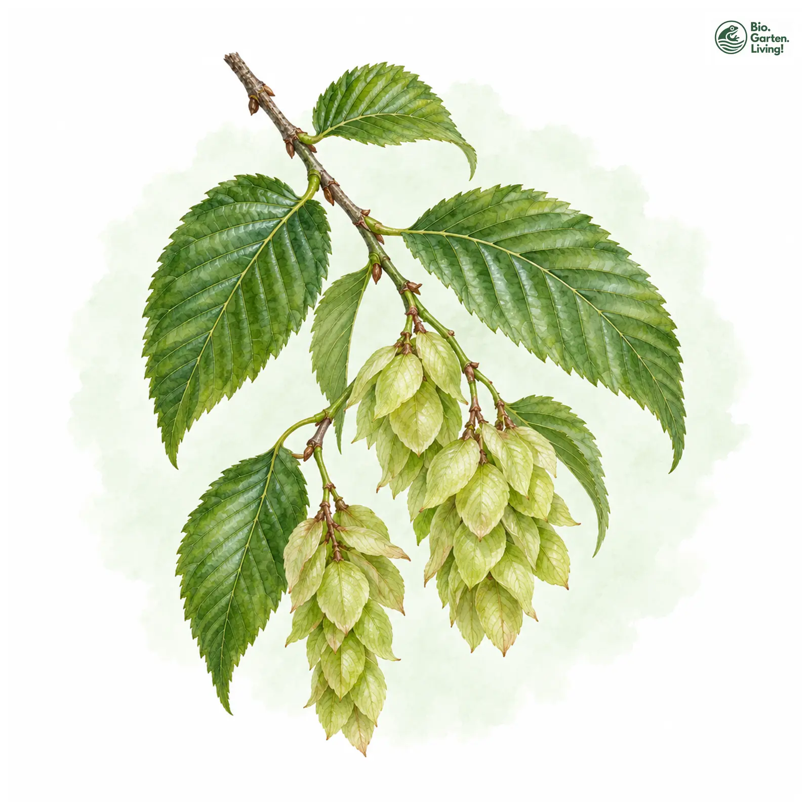 Aquarellzeichnung: Europäische Hopfenbuche (Ostrya carpinifolia)