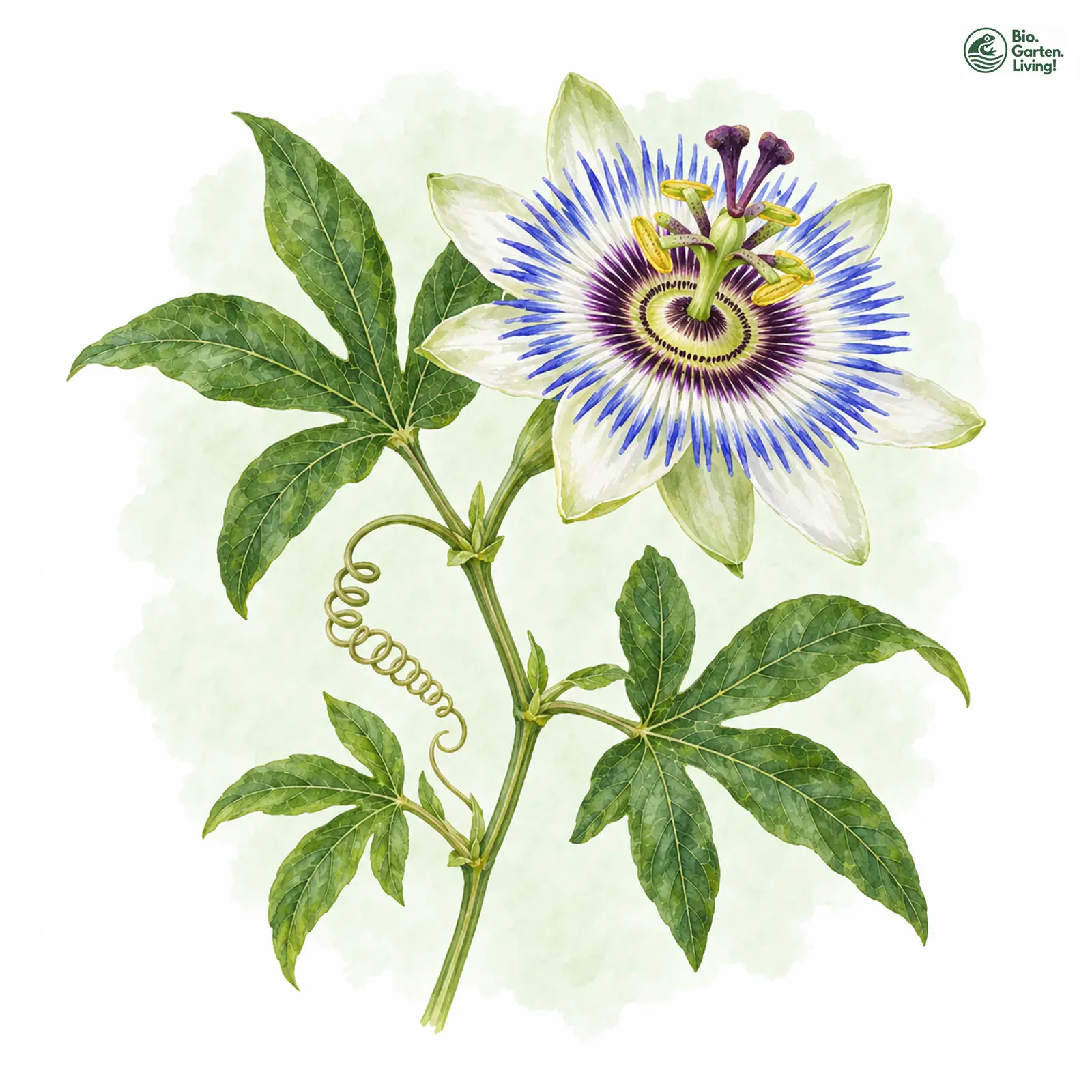 Aquarellzeichnung: Blaue Passionsblume (Passiflora caerulea)