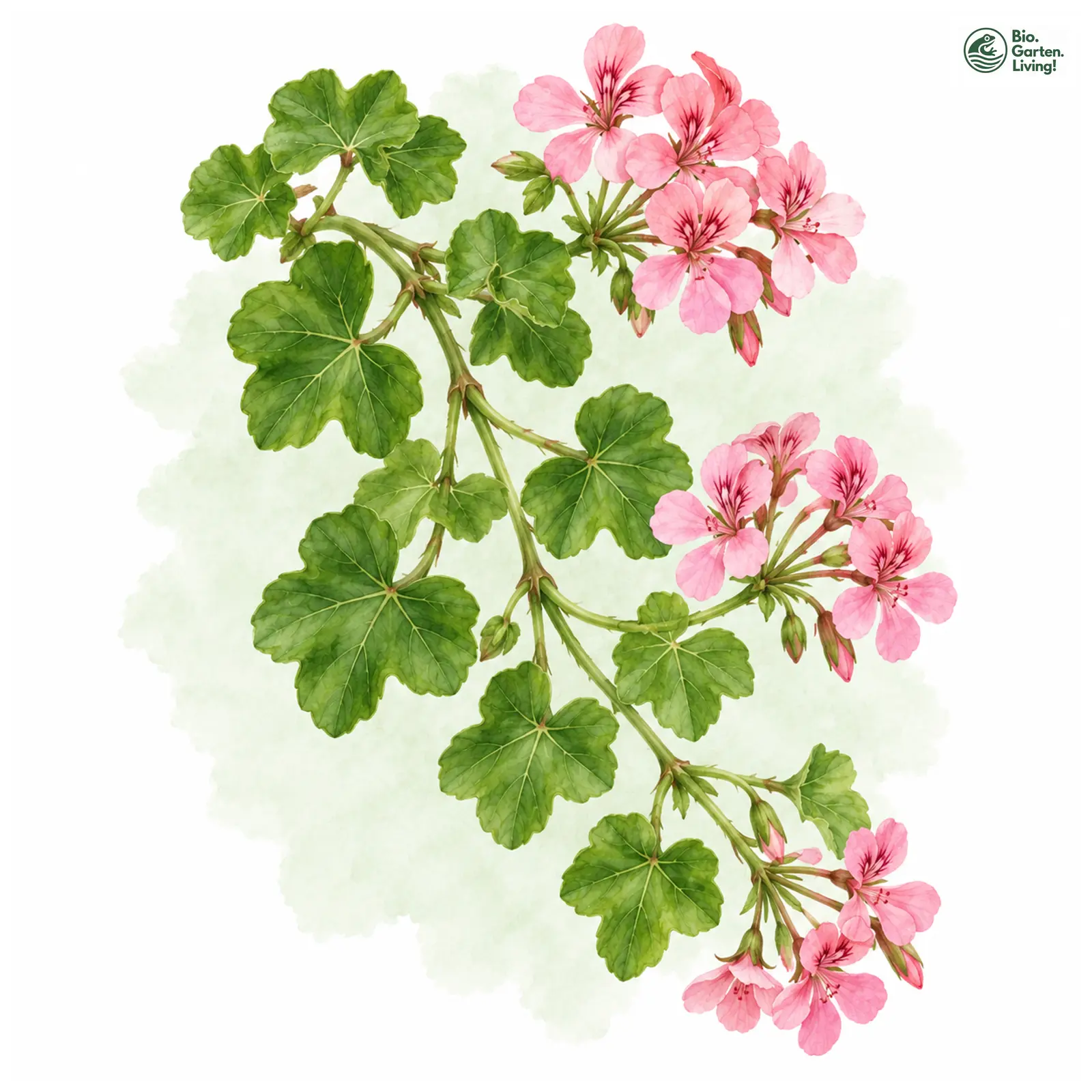 Aquarellzeichnung: Hänge-Geranie (Pelargonium peltatum)