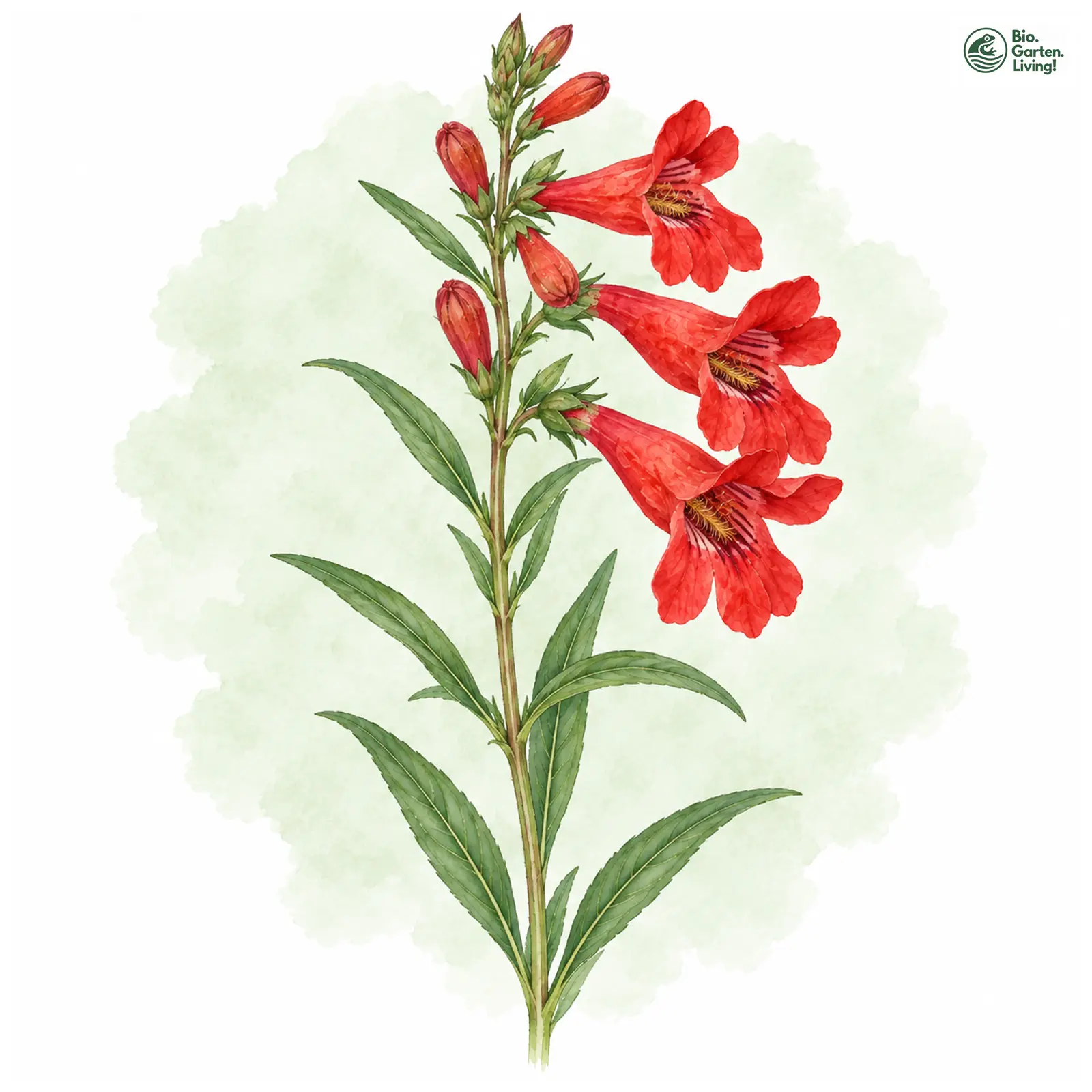 Aquarellzeichnung: Roter Bartfaden (Penstemon barbatus)