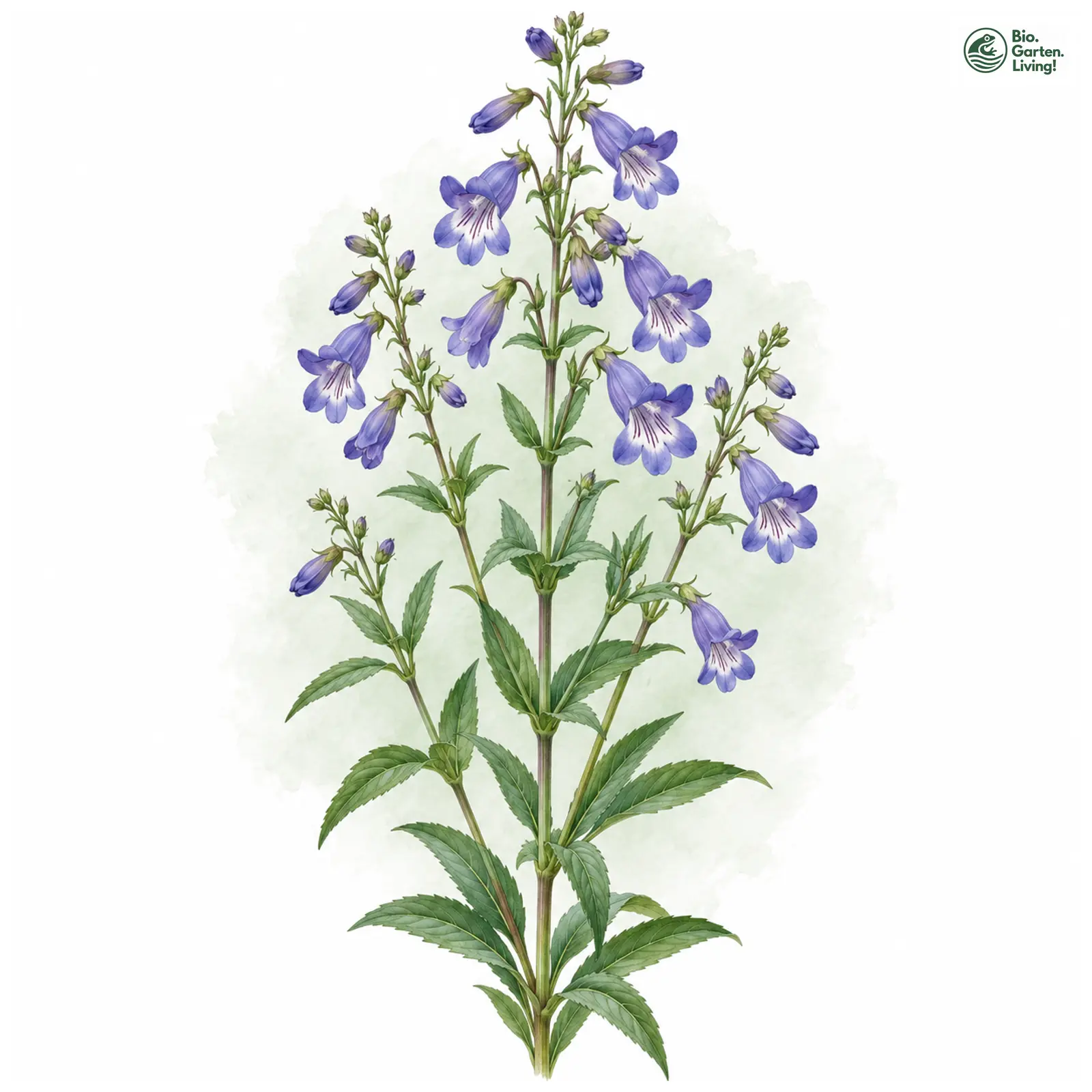 Aquarellzeichnung: Glockenförmiger Bartfaden (Penstemon campanulatus)
