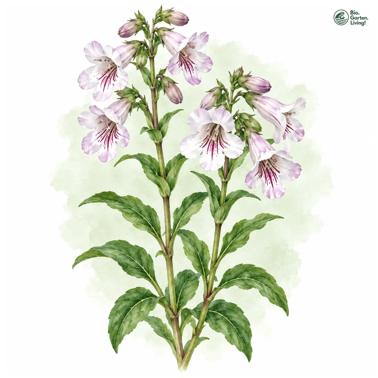 Aquarellzeichnung: Cobaea-Bartfaden (Penstemon cobaea)