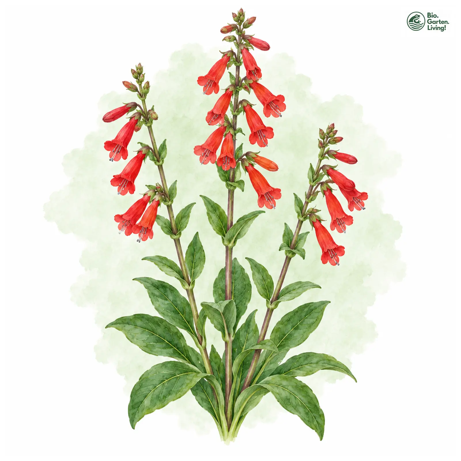 Aquarellzeichnung: Eatons Bartfaden (Penstemon eatonii)