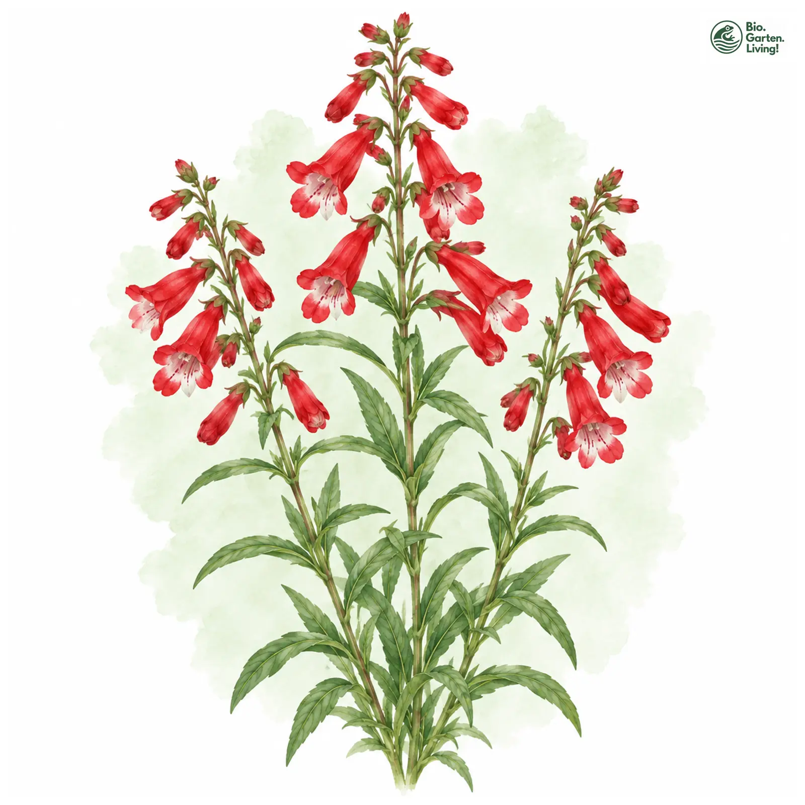 Aquarellzeichnung: Hartwegs Bartfaden (Penstemon hartwegii)