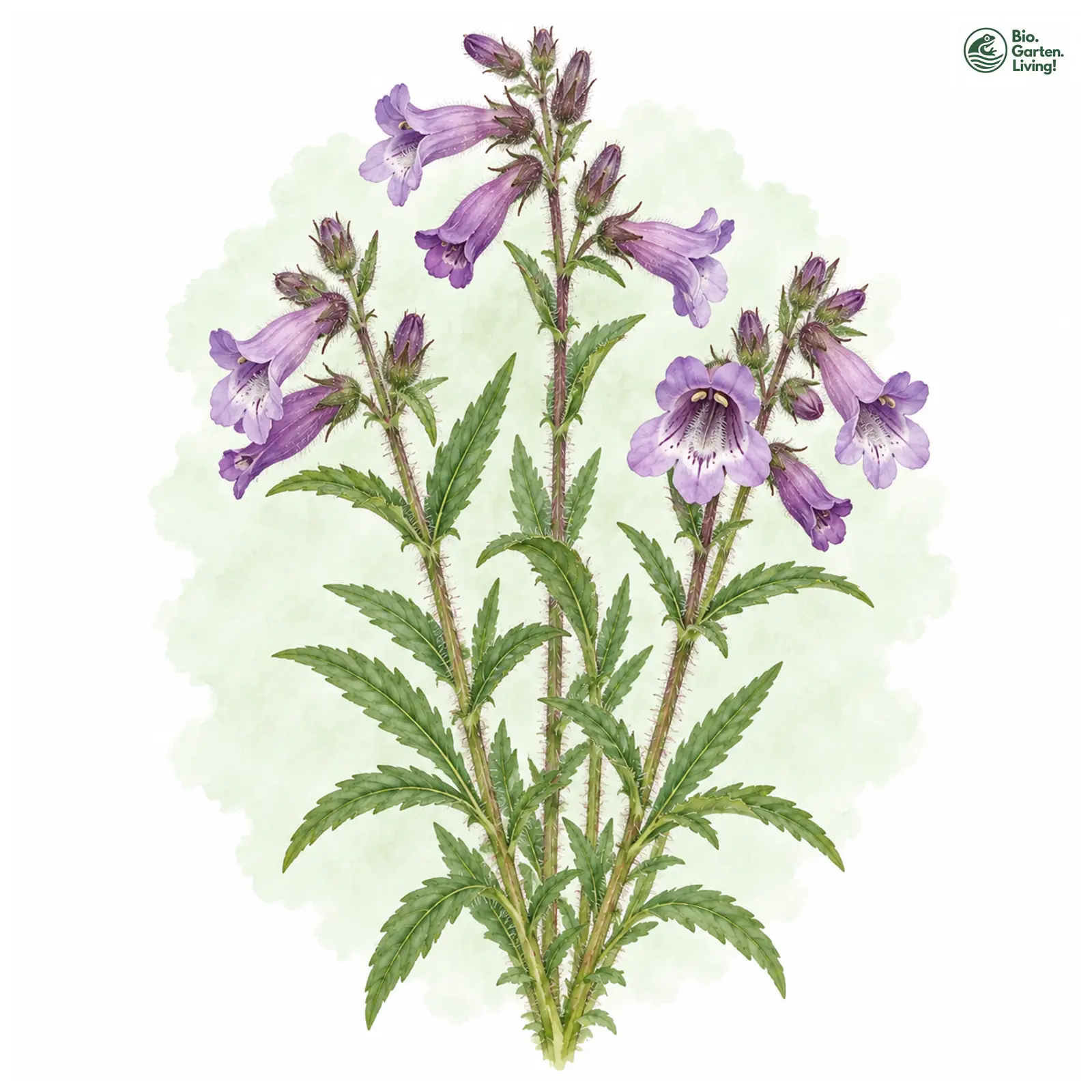 Aquarellzeichnung: Rauhaariger Bartfaden (Penstemon hirsutus)