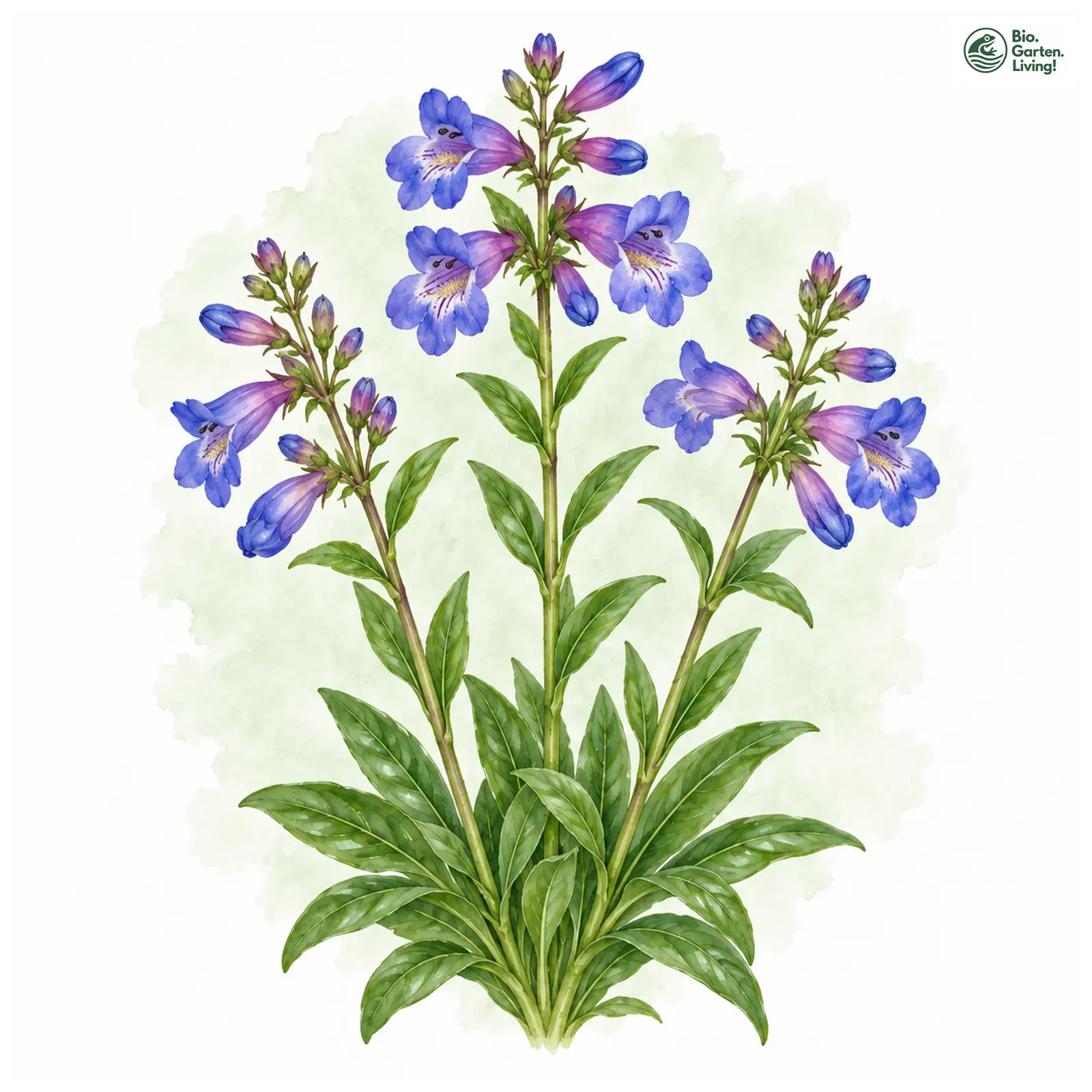 Aquarellzeichnung: Tiger Bartfaden (Penstemon mensarum)