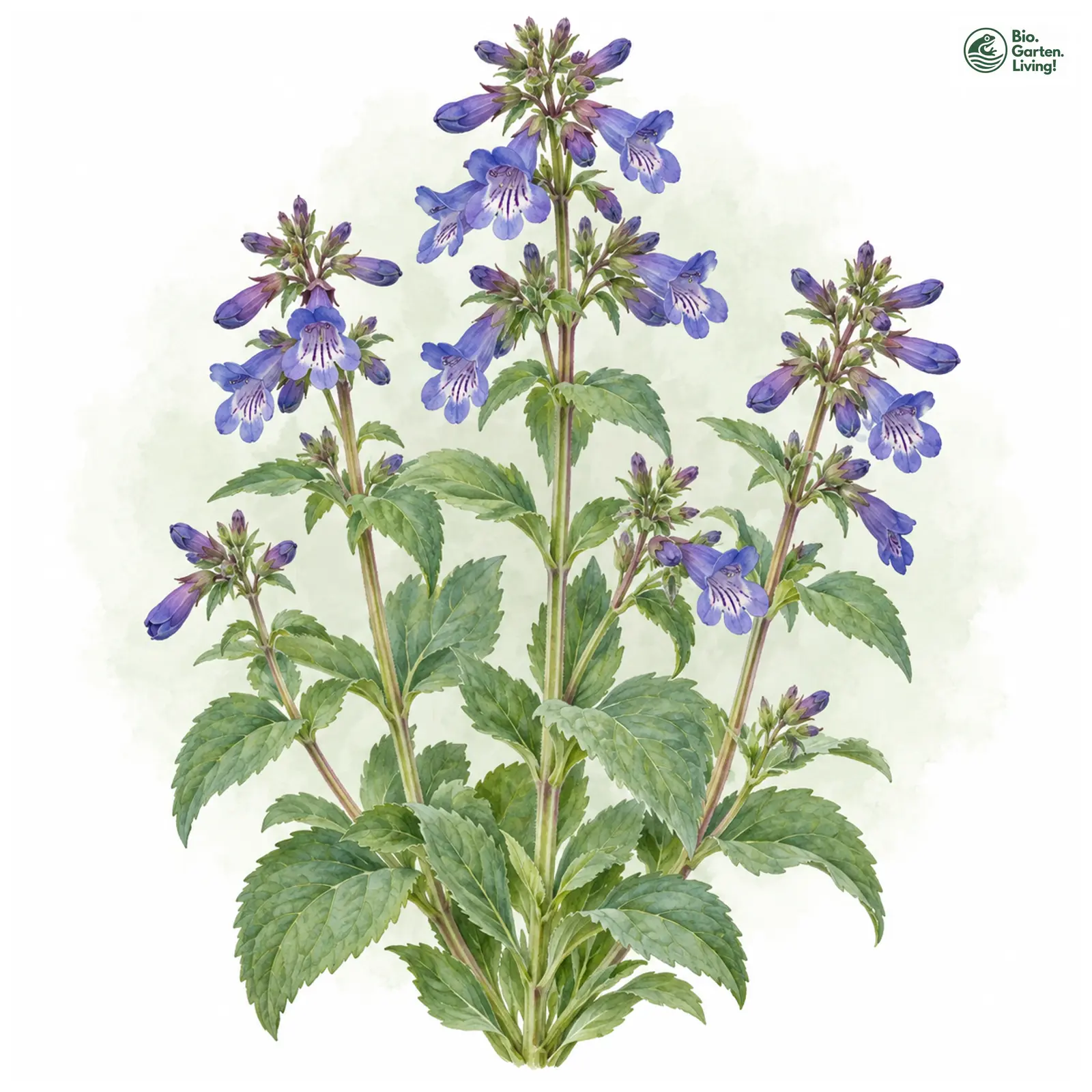 Aquarellzeichnung: Breitblättrige Bartfaden (Penstemon ovatus)