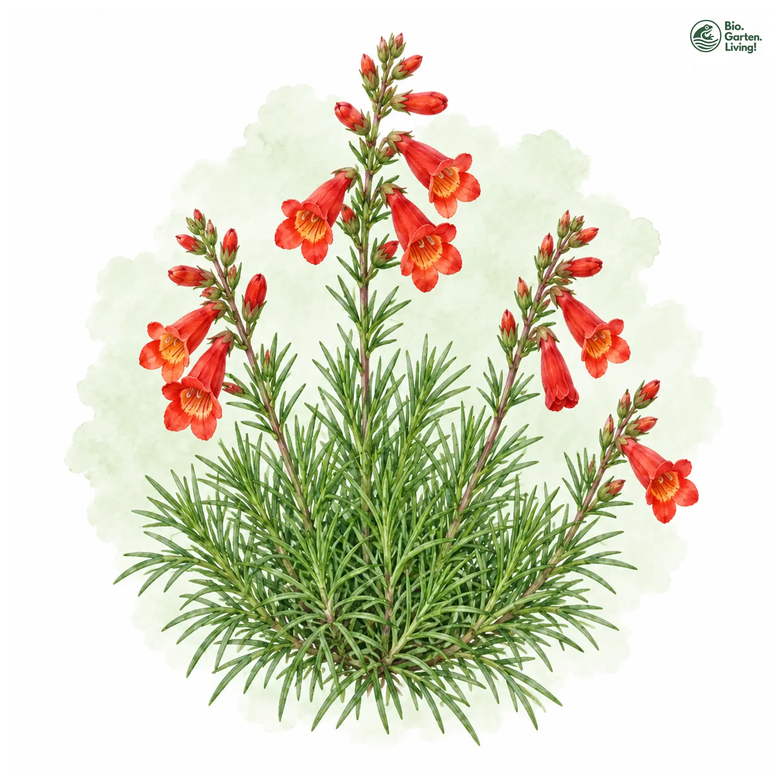 Aquarellzeichnung: Nadel-Bartfaden (Penstemon pinifolius)