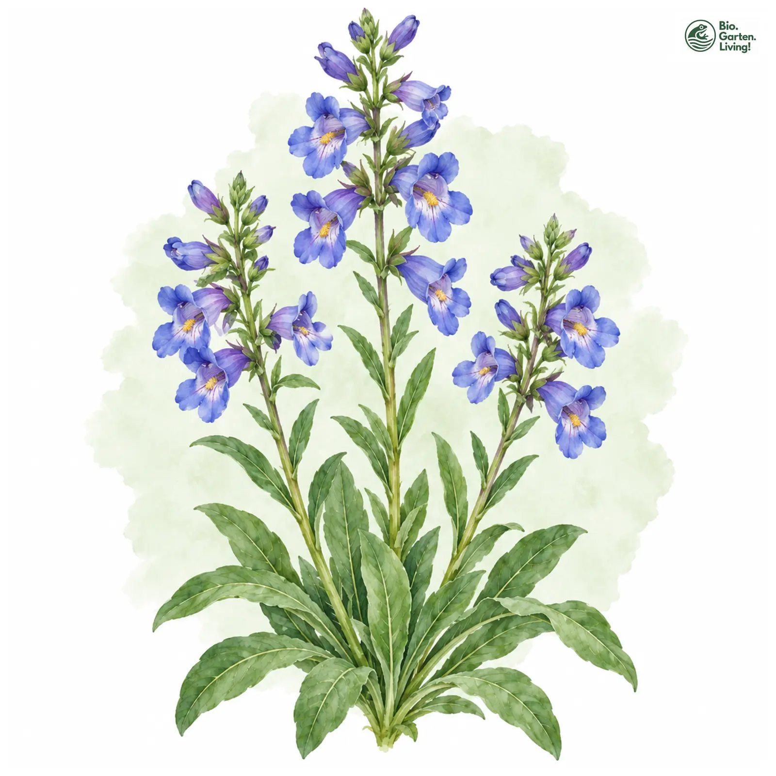 Aquarellzeichnung: Rydbergs Bartfaden (Penstemon rydbergii)
