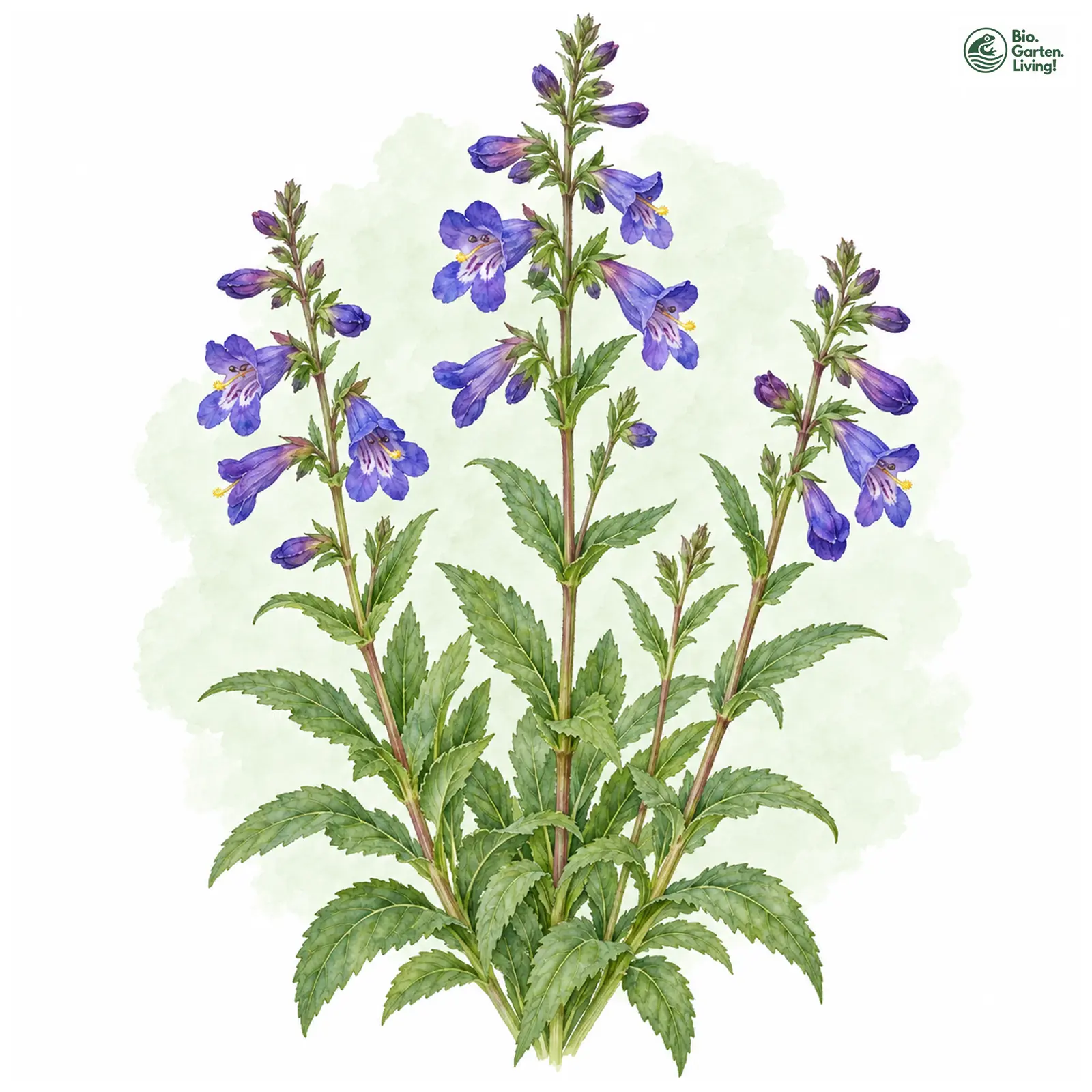 Aquarellzeichnung: Gesägtblättriger Bartfaden (Penstemon serrulatus)