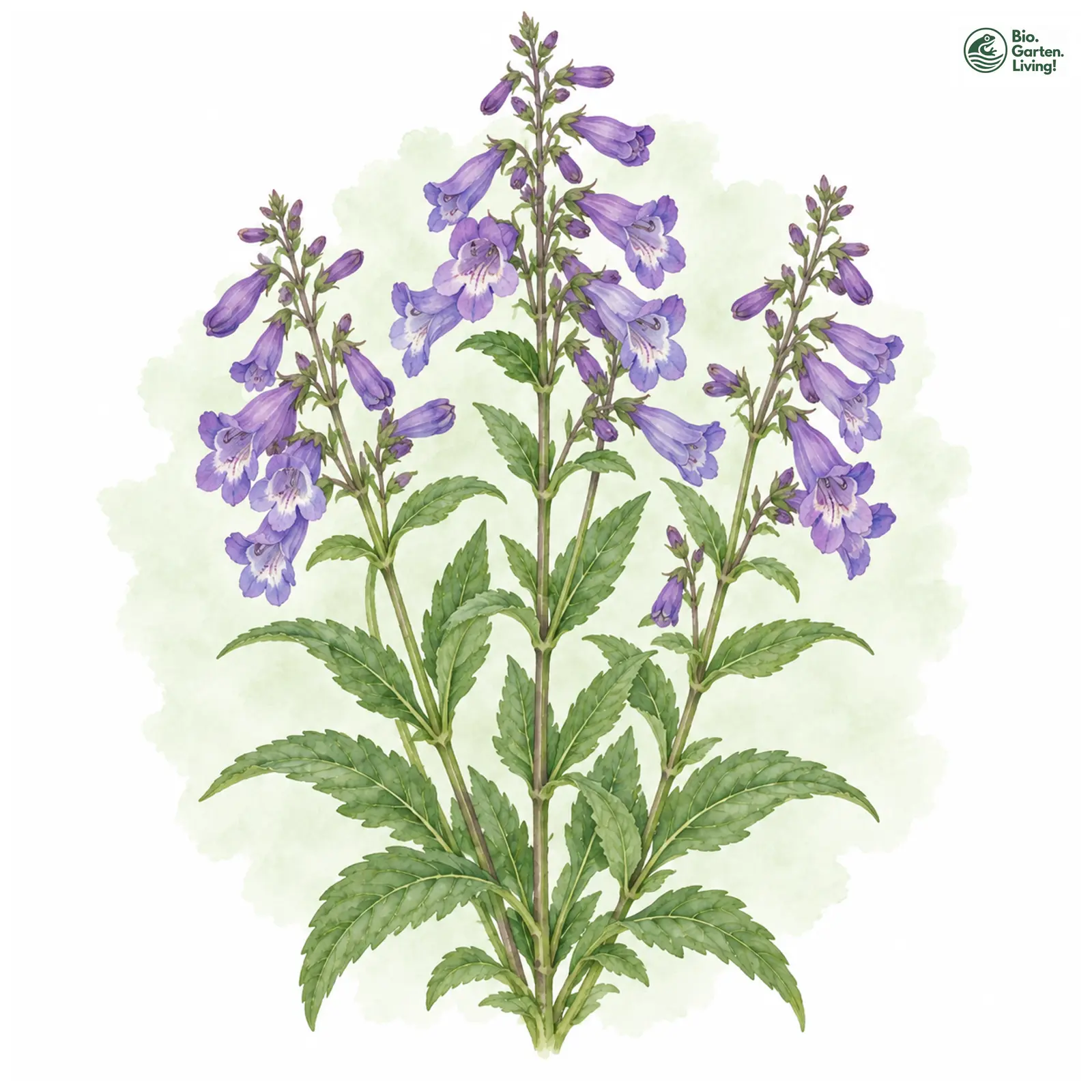 Aquarellzeichnung: Königlicher Bartfaden (Penstemon spectabilis)