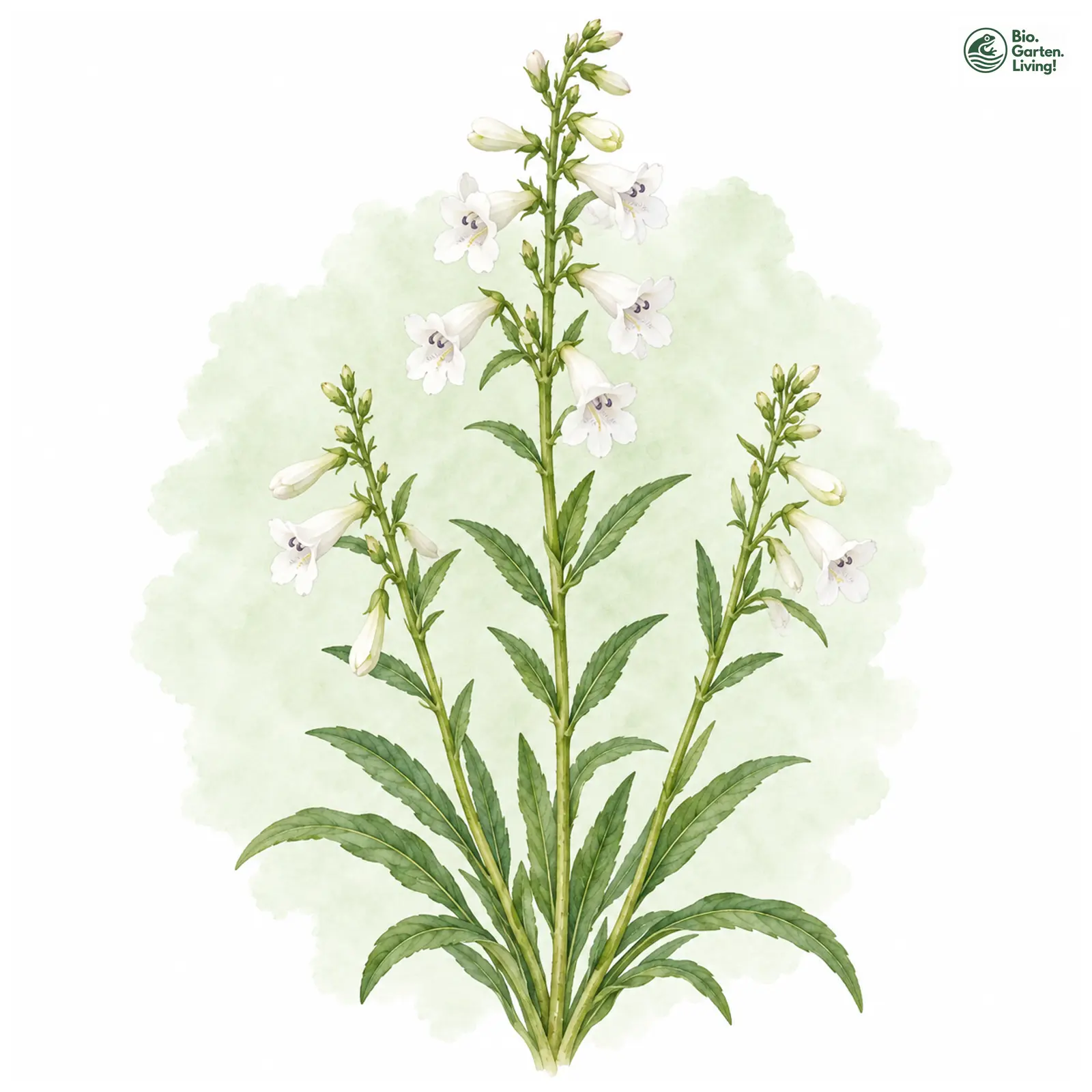 Aquarellzeichnung: Röhrenblütiger Bartfaden (Penstemon tubiflorus)