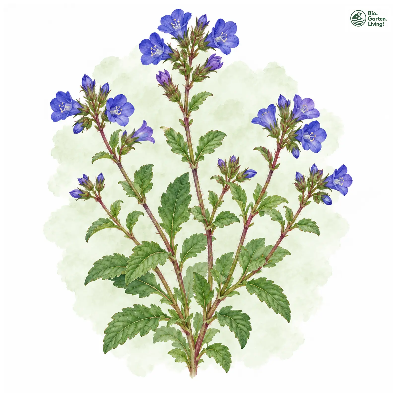 Aquarellzeichnung: Glocken-Phazelie (Phacelia campanularia)