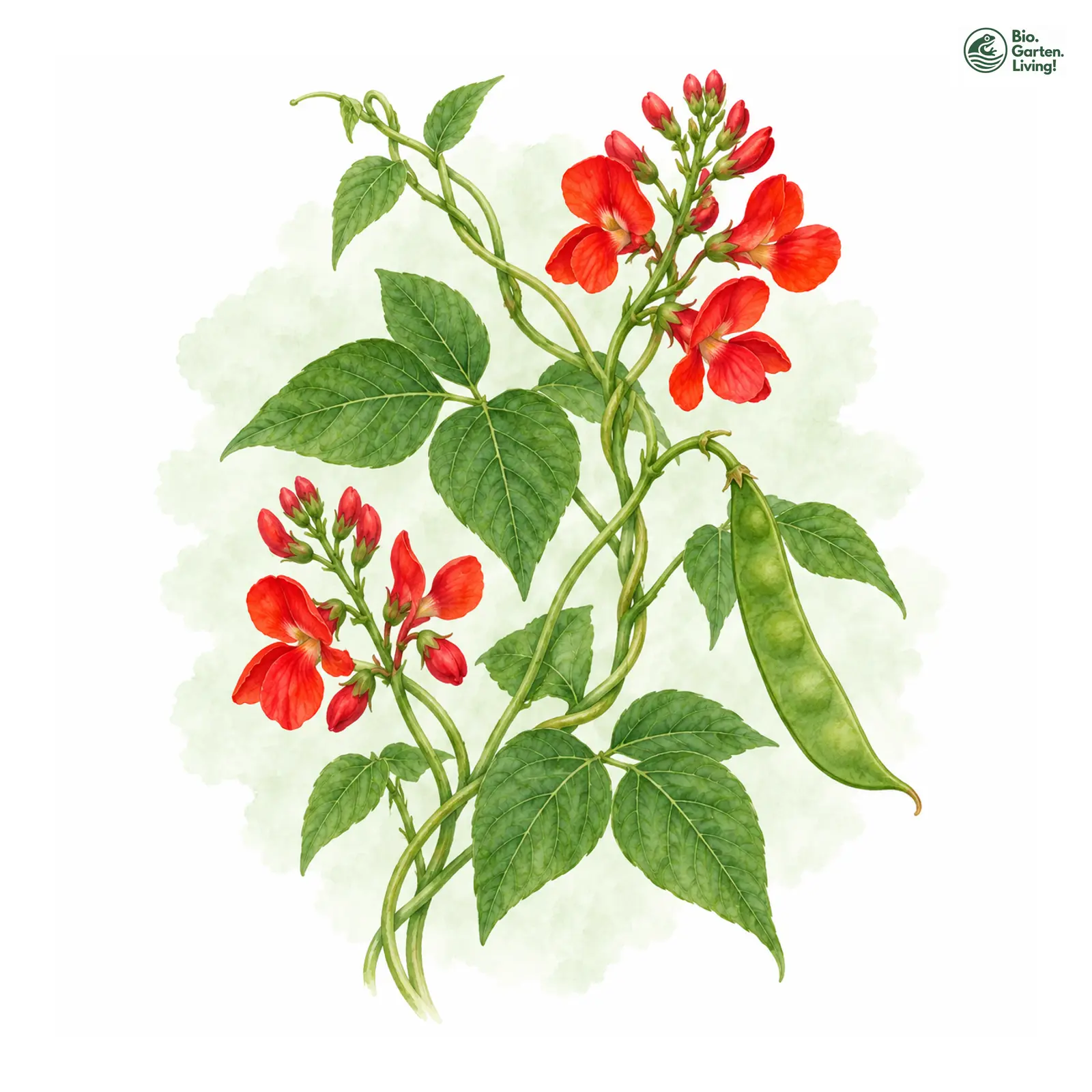 Aquarellzeichnung: Feuerbohne (Phaseolus coccineus)
