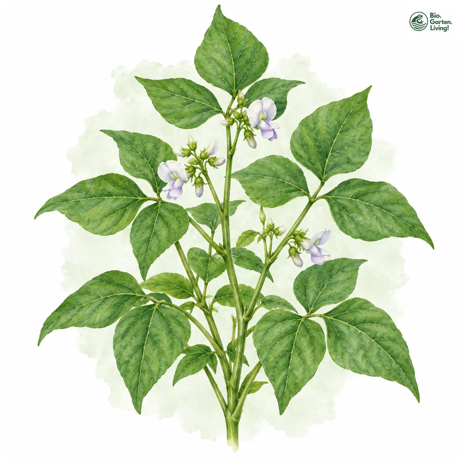 Aquarellzeichnung: Buschbohne (Phaseolus vulgaris var. nanus)
