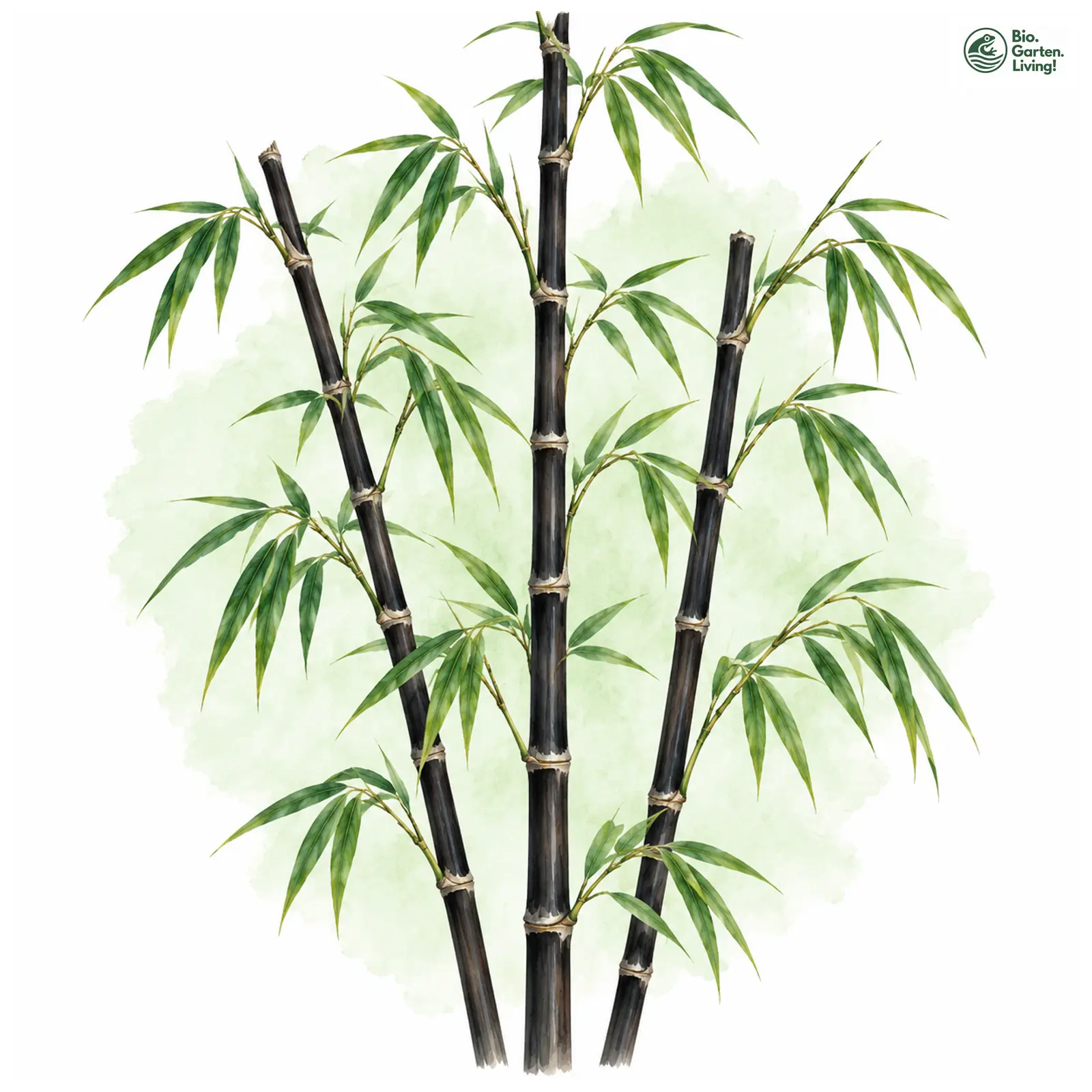 Aquarellzeichnung: Schwarzer Flachrohrbambus (Phyllostachys nigra)