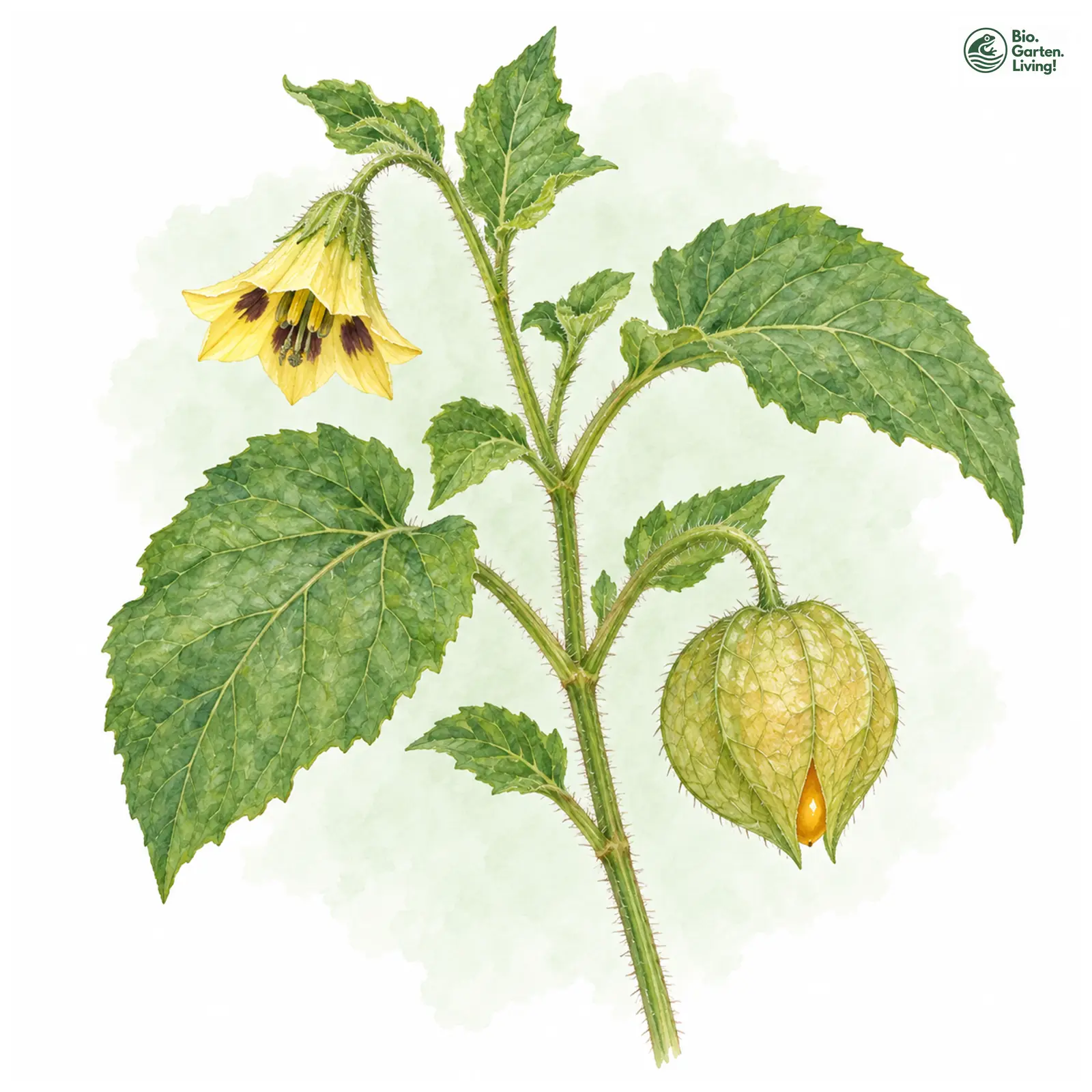 Aquarellzeichnung: Kapstachelbeere (Physalis peruviana)
