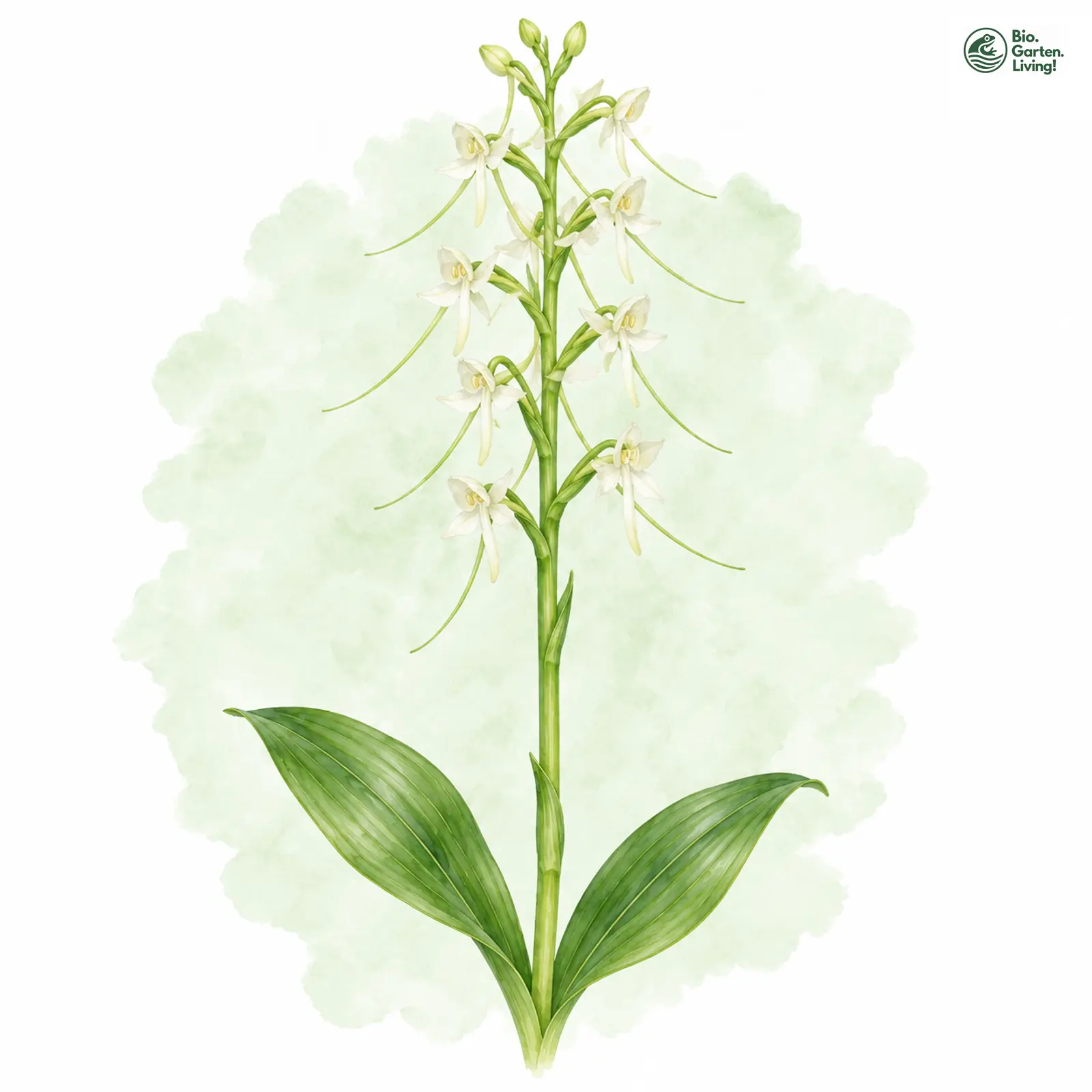 Aquarellzeichnung: Weiße Waldhyazinthe (I. W. S.) (Platanthera bifolia (im weiteren Sinne))