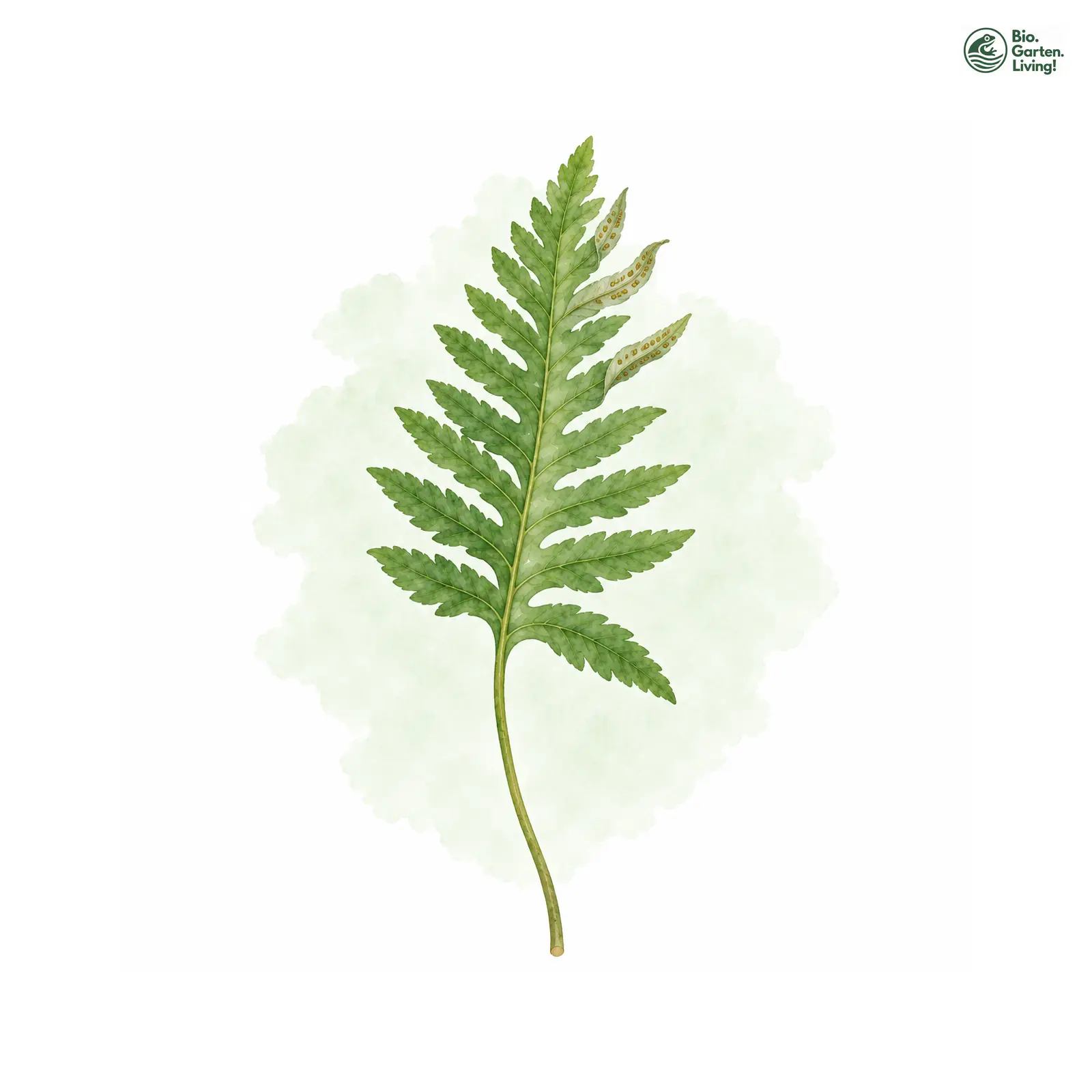 Aquarellzeichnung: Gesägter Tüpfelfarn (Polypodium interjectum)