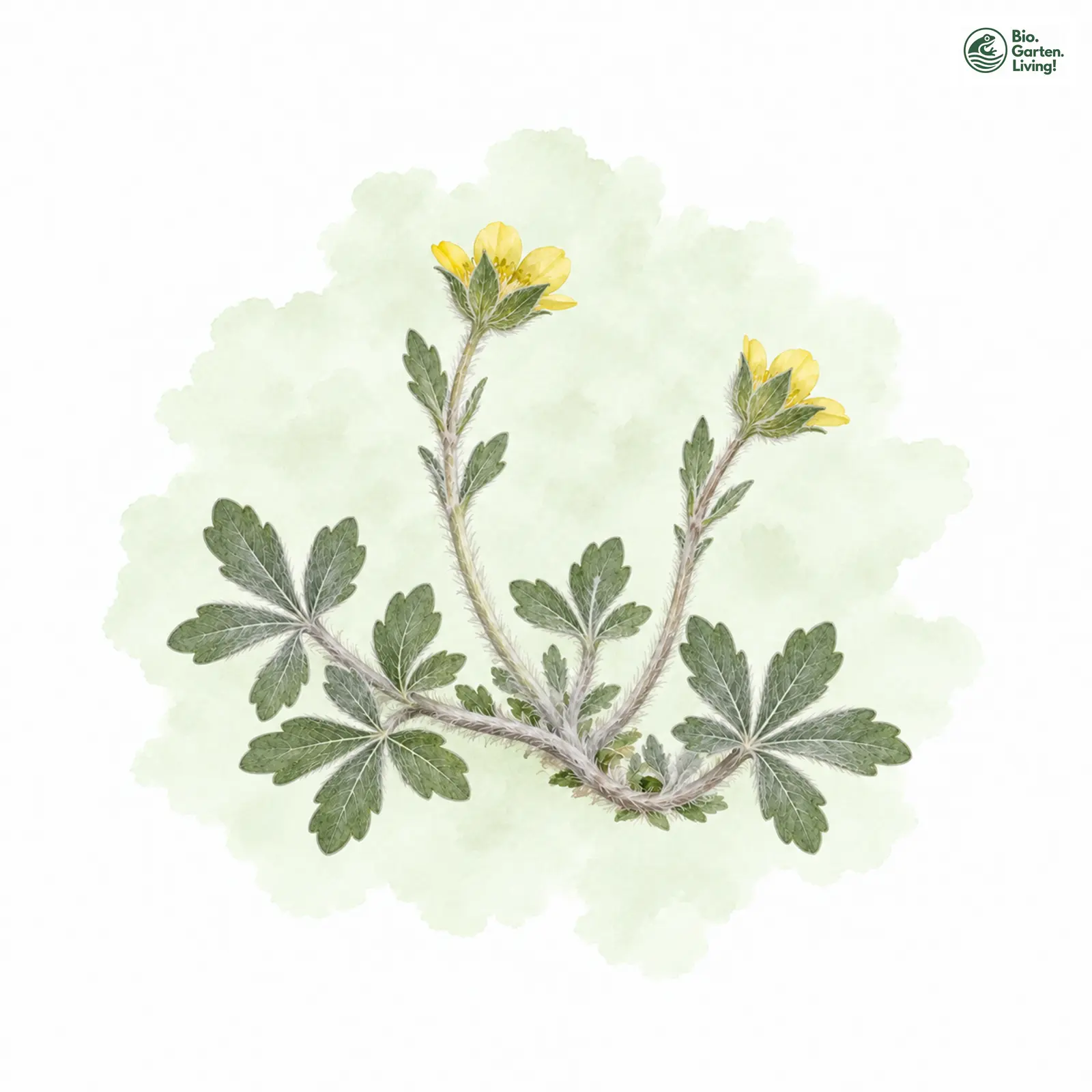 Aquarellzeichnung: Weißenburger Fingerkraut (Potentilla leucopolitana)