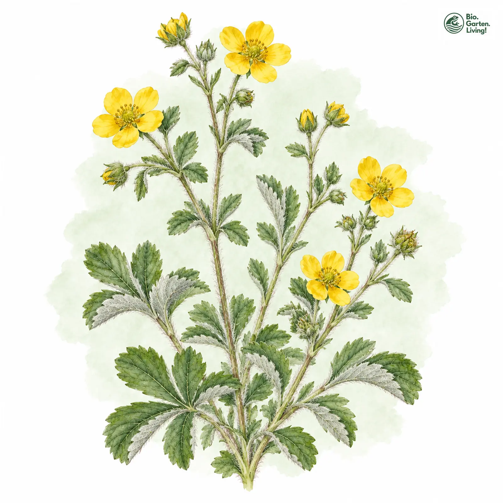 Aquarellzeichnung: Schultz-Fingerkraut (Potentilla schultzii)
