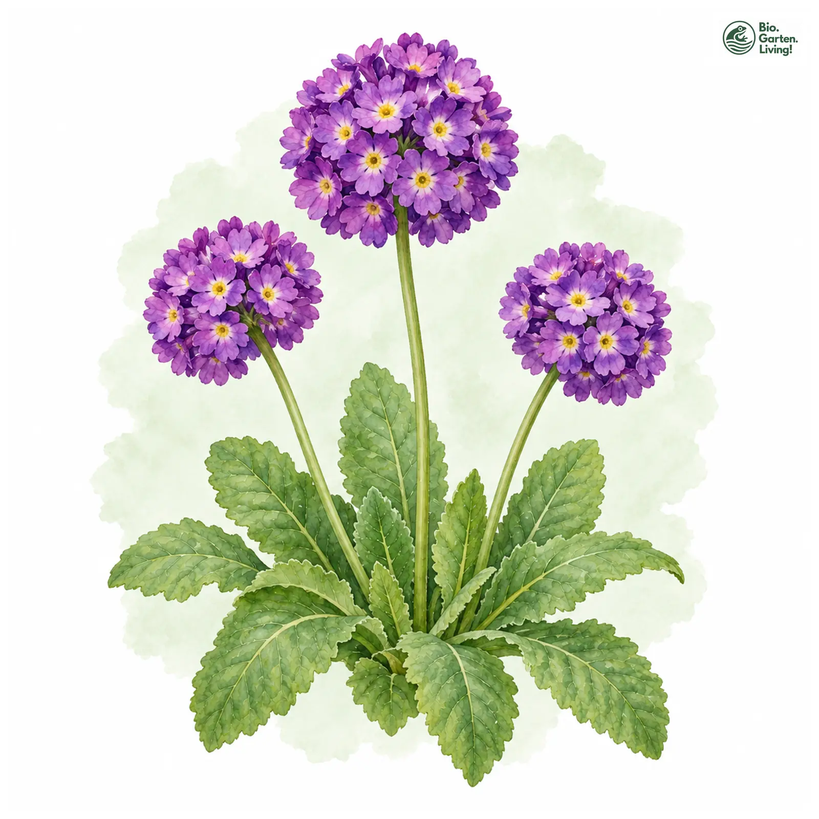 Aquarellzeichnung: Kugel-Primel (Primula denticulata)