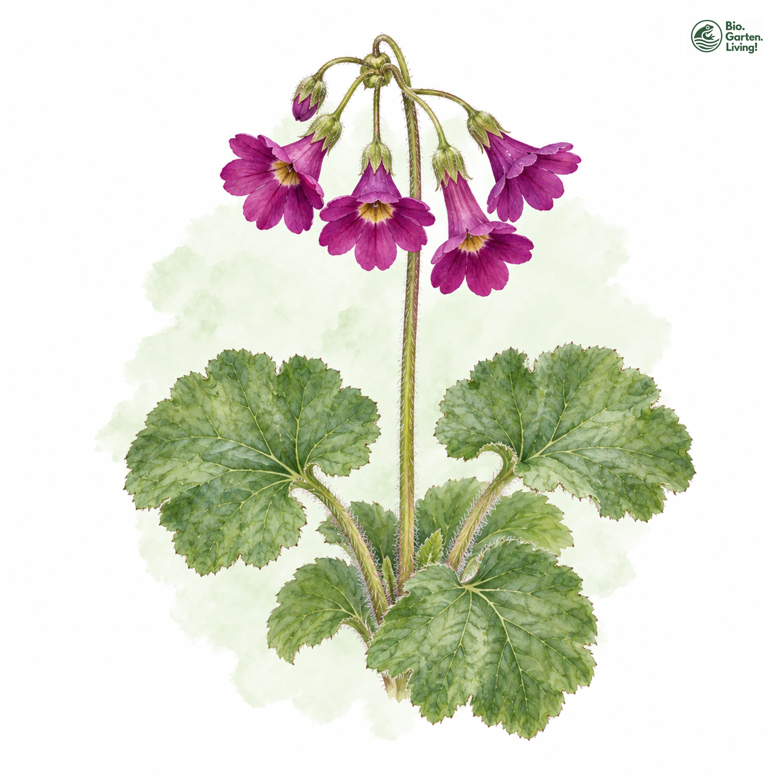 Aquarellzeichnung: Matthioli-Primel (Primula matthioli)