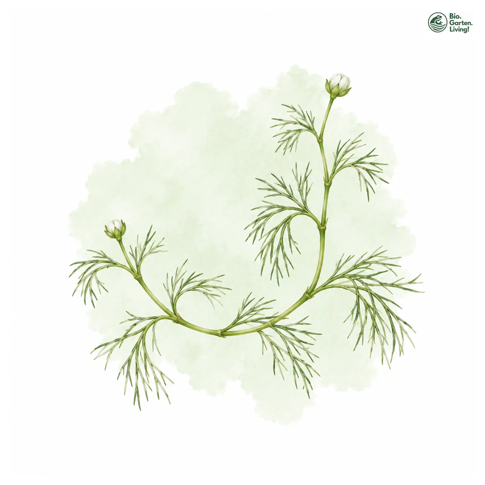Aquarellzeichnung: Wurzelnder Wasser-Hahnenfuß (Ranunculus confervoides)
