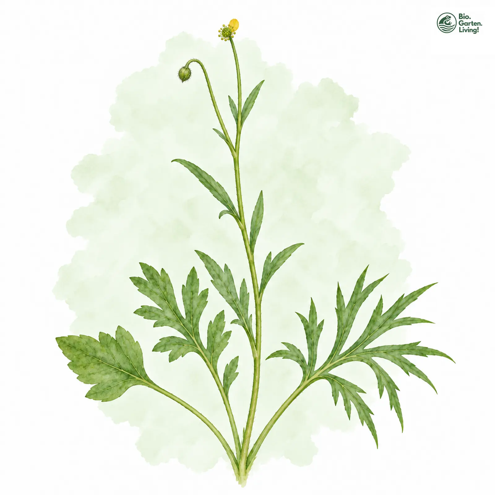 Aquarellzeichnung: Fingerblättriger Gold-Hahnenfuß (Ranunculus dactylophyllus)