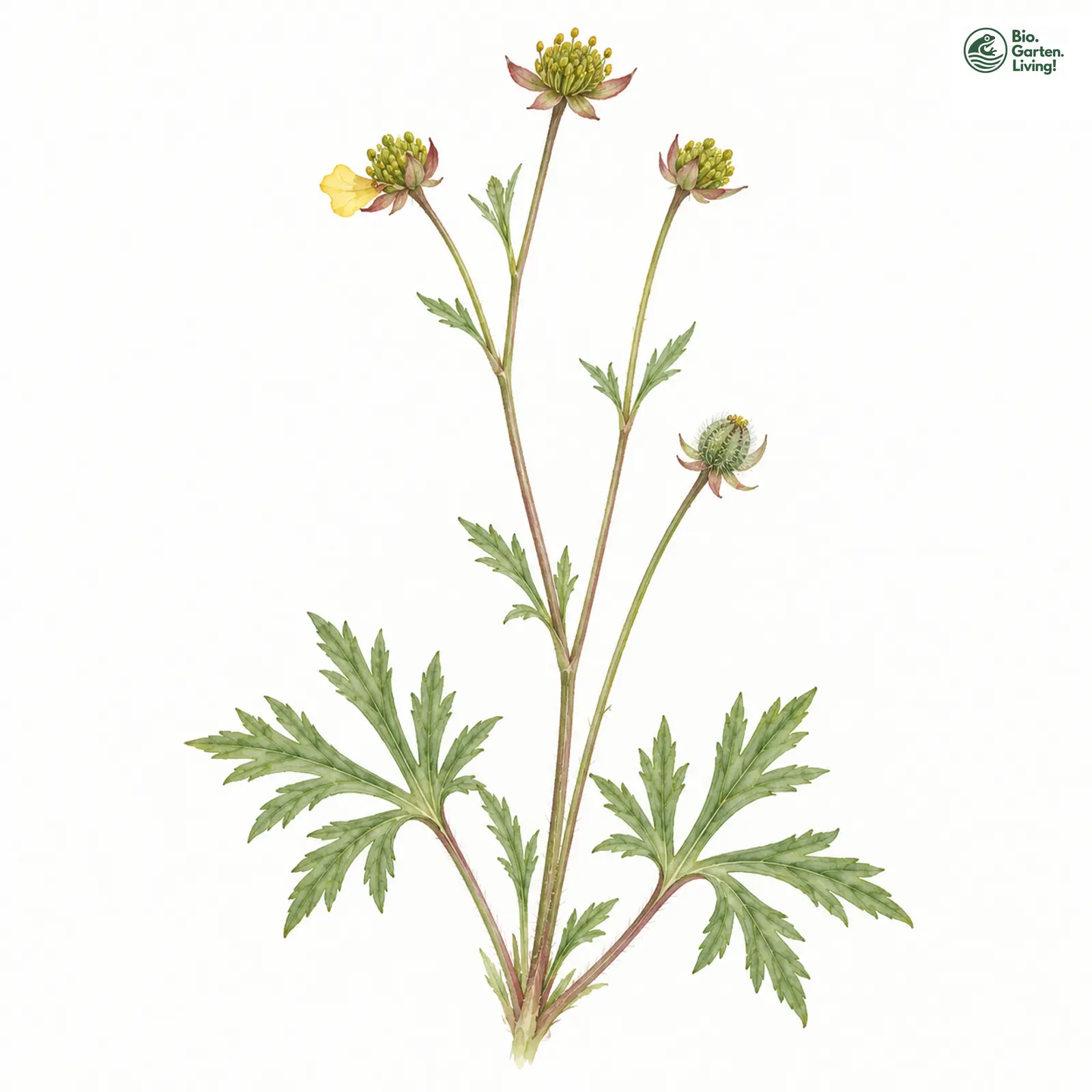 Aquarellzeichnung: Kronblattloser Gold-Hahnenfuß (Ranunculus indecorus)