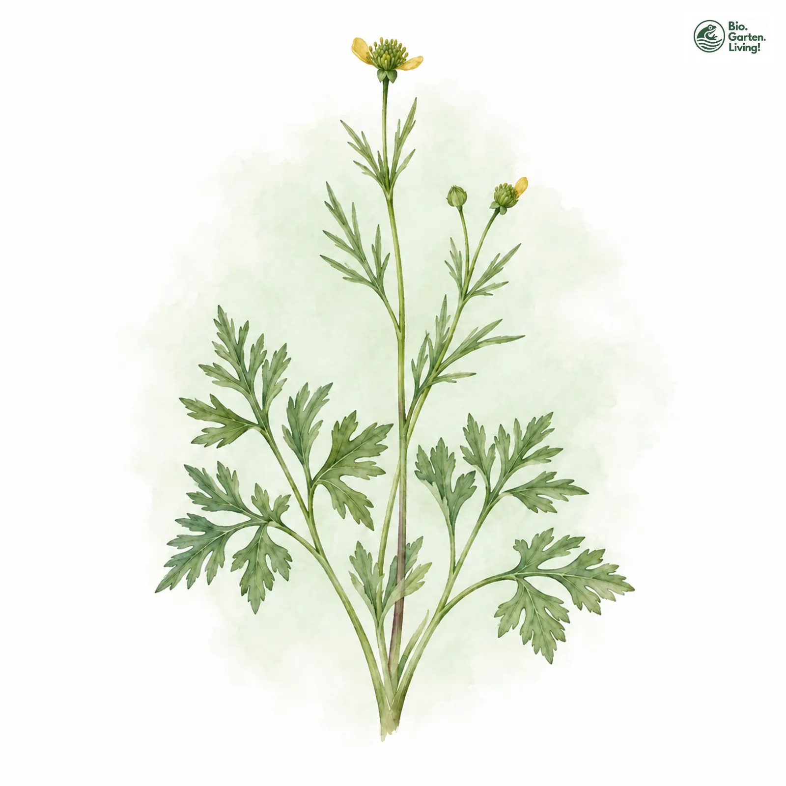 Aquarellzeichnung: Vielteiliger Gold-Hahnenfuß (Ranunculus multisectus)