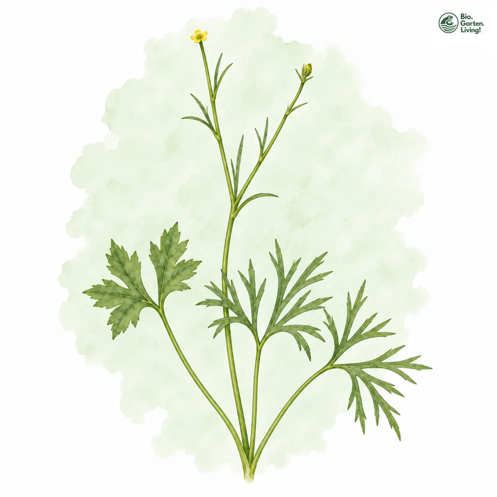Aquarellzeichnung: Geschnäbelter Gold-Hahnenfuß (Ranunculus rostratulus)