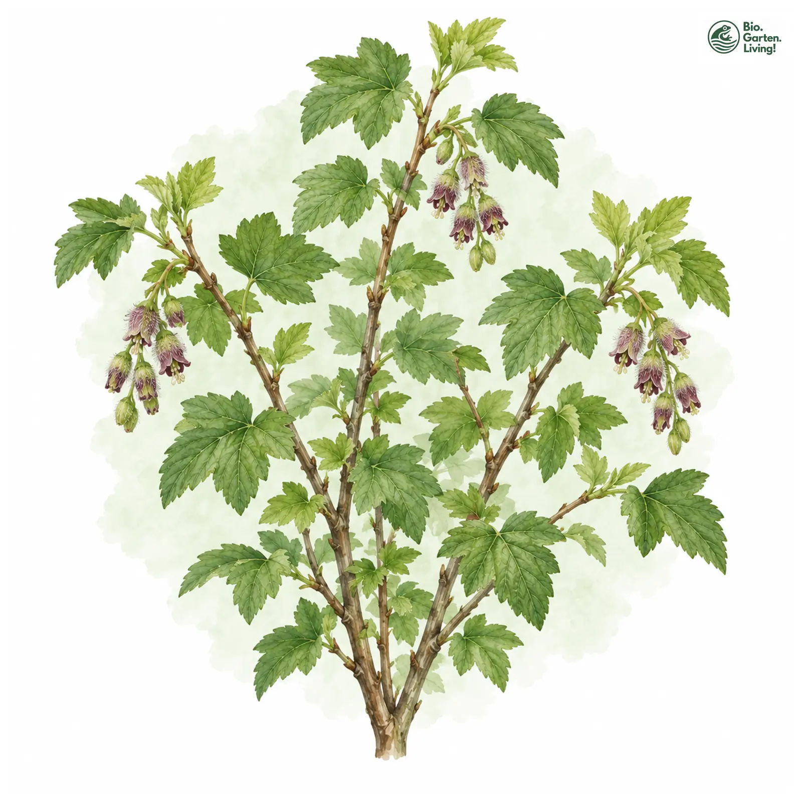 Aquarellzeichnung: Jostabeere (Ribes × nidigrolaria)