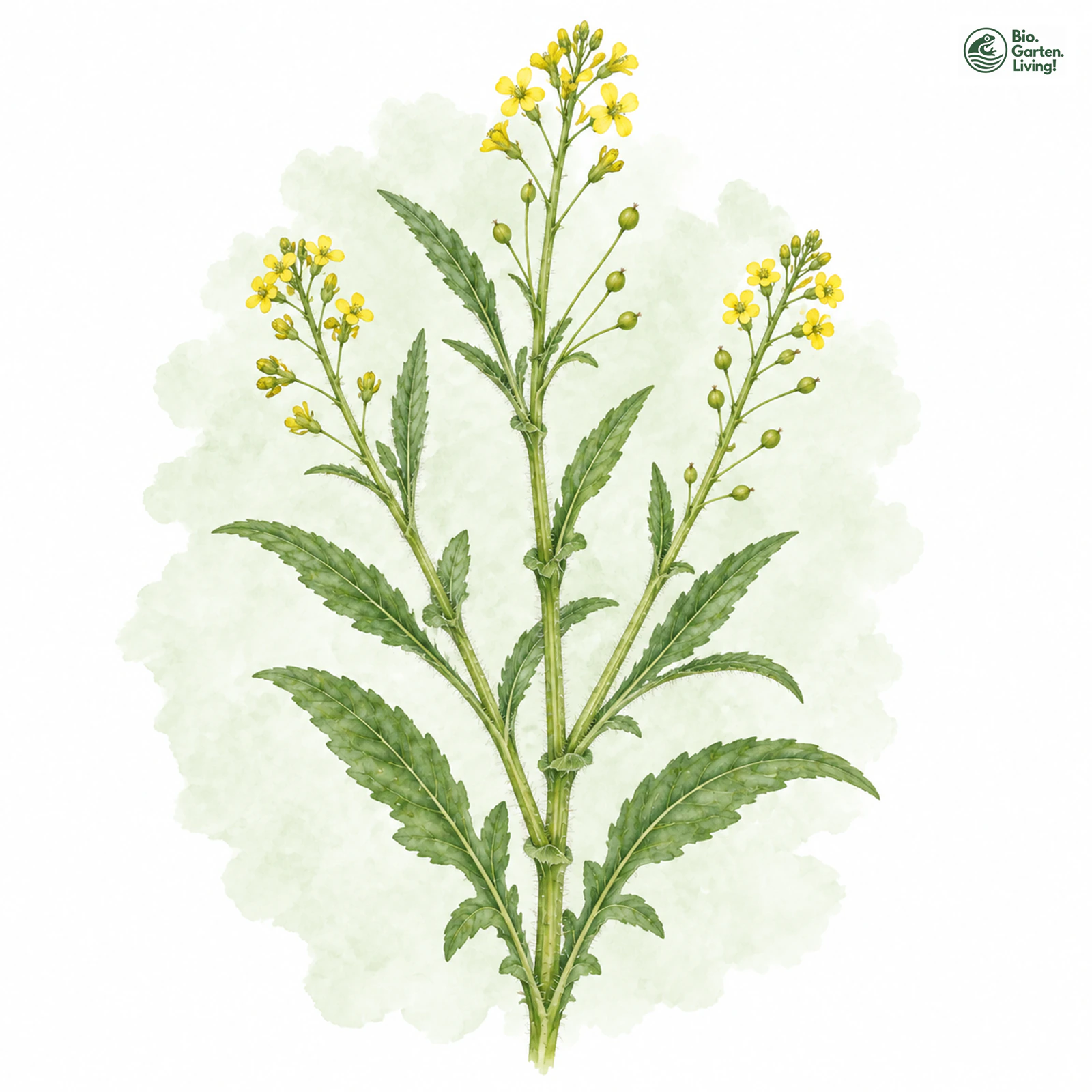 Aquarellzeichnung: Österreichische Sumpfkresse (Rorippa austriaca)