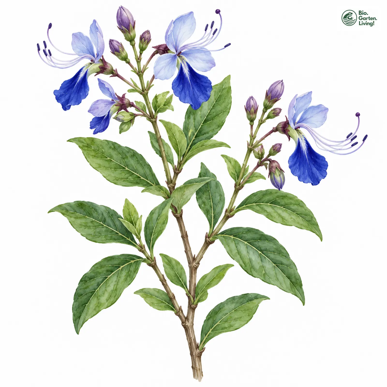 Aquarellzeichnung: Uganda-Losstrauch (Rotheca myricoides)