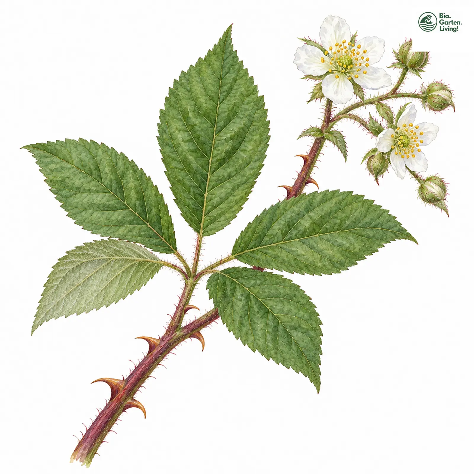 Aquarellzeichnung: Veldkamps Brombeere (Rubus agricastrorum)