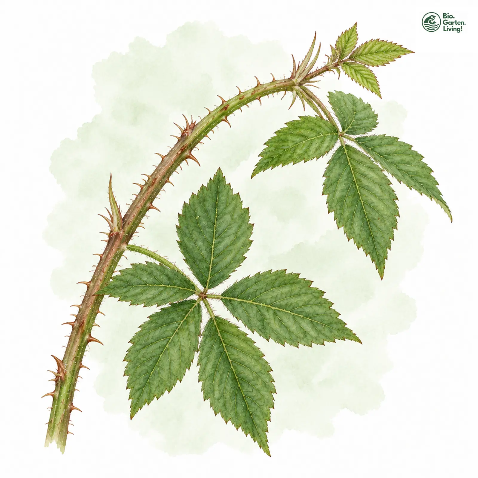Aquarellzeichnung: Dierschkes Haselblattbrombeere (Rubus dierschkeanus)