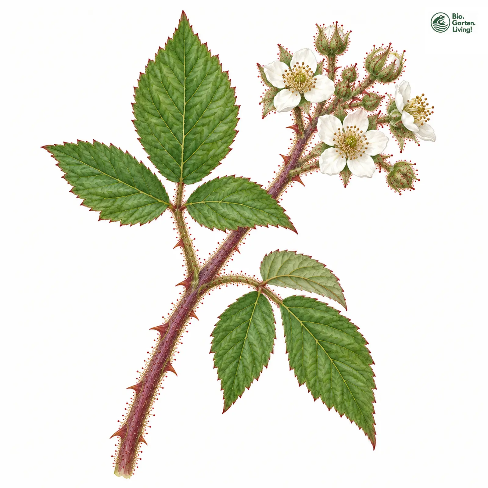 Aquarellzeichnung: Weißblütige Westfälische Brombeere (Rubus guestphalicoides)