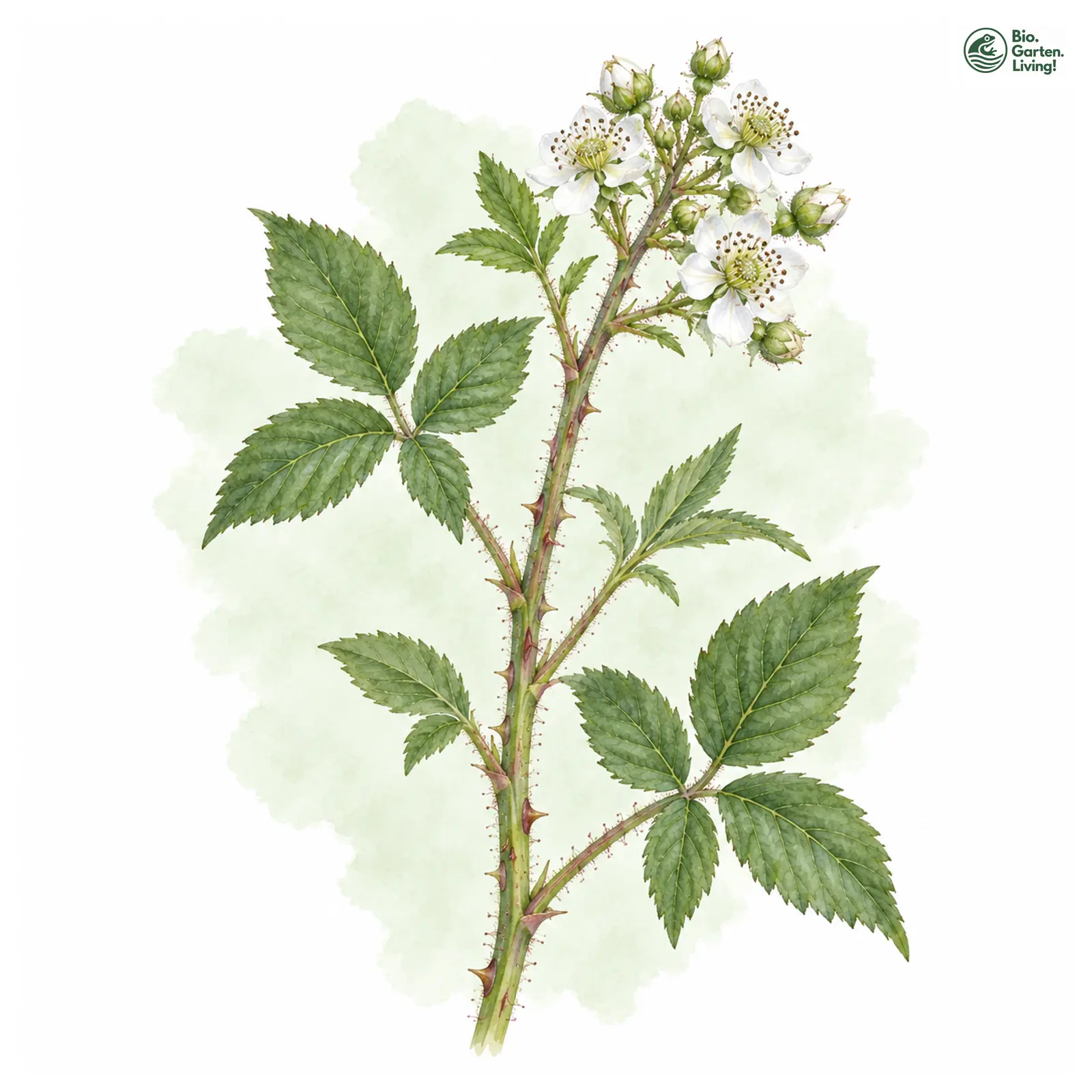 Aquarellzeichnung: Sauerland-Brombeere (Rubus iuvenis)